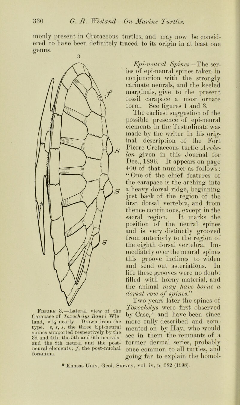 monly present in Cretaceous turtles, and may now be consid- ered to have been definitely traced to its origin in at least one genus. 3 Figure 3.—Lateral view of the Carapace of Toxochelys Bciuri Wie- land, x nearty. Drawn from the type, s, s, s, the three Epi-nenral spines supported respectively by the 3d and 4th, the 5th and 6th neurals, and the 8tli neural and the post- neural elements ; /, the post-nuchal foramina. * Kansas Univ. Geol. St Epi-neural Spines —The ser- ies of epi-neural spines taken in conjunction with the strongly carinate neurals, and the keeled marginals, give to the present fossil carapace a most ornate form. See figures 1 and 3. The earliest suggestion of the possible presence of epi-neural elements in the Testudinata was made by the writer in his orig- inal description of the Fort Pierre Cretaceous turtle Arche- lon given in this Journal for Dec., 1896. It appears on page 400 of that number as follows: “ One of the chief features of the carapace is the arching into a heavy dorsal ridge, beginning just back of the region of the first dorsal vertebra, and from thence continuous, except in the sacral region. It marks the position of the neural spines and is very distinctly grooved from anteriorly to the region of the eighth dorsal vertebra. Im- mediately over the neural spines this groove inclines to widen and send out asteriations. In life these grooves were no doubt filled with liornv material, and the animal may have borne a dorsal row of spines.” Two years later the spines of Toxochelys were first observed by Case,* and have been since more fully described and com- mented on by Hay, who would see in them the remnants of a former dermal series, probably once common to all turtles, and going far to explain the homol- L’vev, vol. iv, p. 382 (1898).