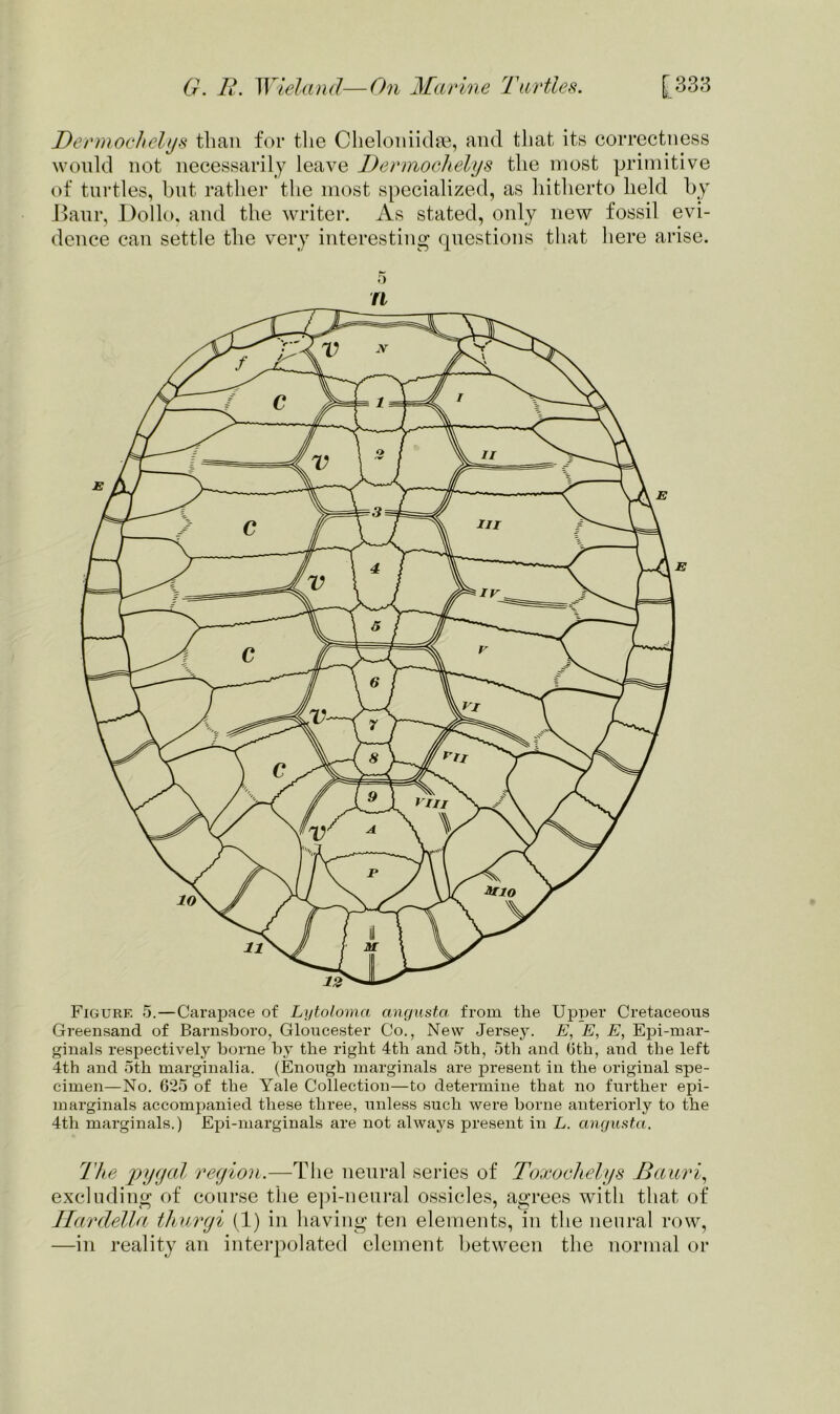 Dermochclys than for the Cheloniidae, and that its correctness would not necessarily leave Dermochelys the most primitive of turtles, but rather the most specialized, as hitherto held by Baur, Dollo, and the writer. As stated, only new fossil evi- dence can settle the very interesting questions that here arise. Figure 5.—Carapace of Lytoloma angusta from the Upper Cretaceous Greensand of Barnsboro, Gloucester Co., New Jersey. E, E, E, Epi-mar- ginals respectively borne by the right 4tli and 5th, 5th and 6th, and the left 4th and 5th marginalia. (Enough marginals are present in the original spe- cimen—No. 625 of the Yale Collection—to determine that no further epi- marginals accompanied these three, unless such were borne anteriorly to the 4th marginals.) Epi-marginals are not always present in L. angusta. The pygcd region.—The neural series of Toxockelys Bauri, excluding of course the epi-neural ossicles, agrees with that of Hardella thurgi (1) in having ten elements, in the neural row, —in reality an interpolated element between the normal or