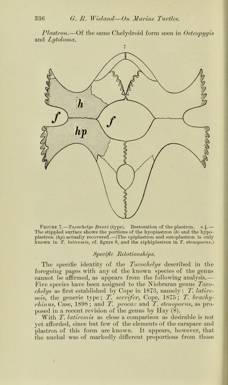 Plastron.—Of the same Chelydroid form seen in Osteopygis and Lytoloma. ry ( Figure 7.— Toxoehelys Bauri (type). Kestoration of the plastron, x — The stippled surface shows the portions of the hyoplastron (h) and the hypo- plastron (hp) actually recovered.—(The epiplastron and entoplastron is only known in T. latiremis, cf. figure 8, and the xiphiplastron in T. stenoporus.) Specific Relationships. The specific identity of the Toxoehelys described in the foregoing pages with any of the known species of the genus cannot be affirmed, as appears from the following analysis.— Five species have been assigned to the Niobraran genus Toxo- chelys as first established by Cope in 1873, namely: T. latire- mis, the generic type; T. serrifer, Cope, 1875; T. brachy- rhinus, Case, 1898; and T. proeax and T. stenoporus, as pro- posed in a recent revision of the genus by Hay (8). With T. latiremis as close a comparison as desirable is not yet afforded, since but few of the elements of the carapace and plastron of this form are known. It appears, however, that the nuchal was of markedly different proportions from those