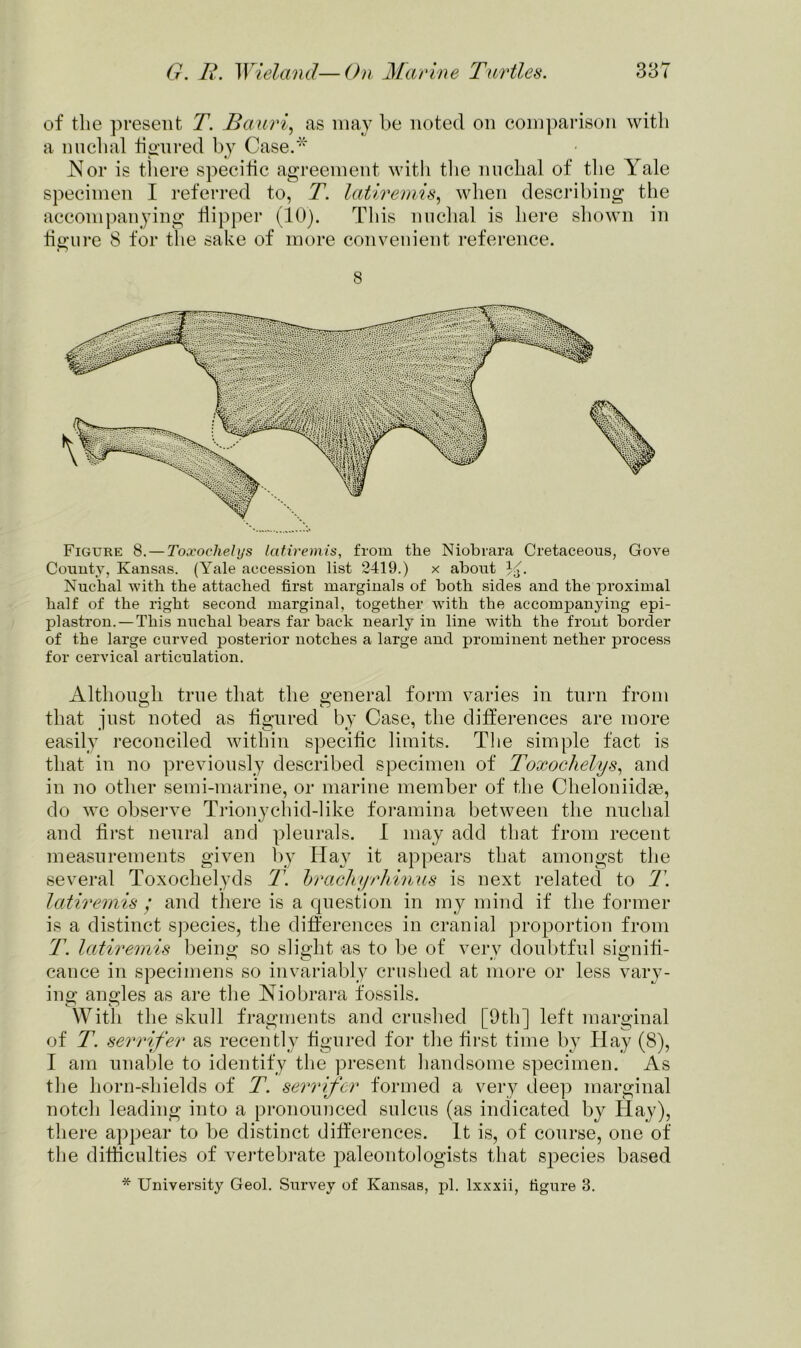 of the present T. Bauri, as may be noted on comparison with a nuchal figured by Case.* Nor is there specific agreement with the nuchal of the Yale specimen I referred to, T. latiremis, when describing the accompanying dipper (10). This nuchal is here shown in figure 8 for the sake of more convenient reference. 8 Figure 8. — Toxoehelys latiremis, from the Niobrara Cretaceous, Gove County, Kansas. (Yale accession list 2419.) x about Nuchal with the attached first marginals of both sides and the proximal half of the right second marginal, together with the accompanying epi- plastron. — This nuchal bears far back nearly in line with the front border of the large curved posterior notches a large and prominent nether process for cervical articulation. Although true that the general form varies in turn from that just noted as figured by Case, the differences are more easily reconciled within specific limits. The simple fact is that in no previously described specimen of Toxochelys, and in no other semi-marine, or marine member of the Cheloniidse, do we observe Trionychid-like foramina between the nuchal and first neural and pleurals. I may add that from recent measurements given by Hay it appears that amongst the several Toxochelyds T. brachyrhinus is next related to T. latiremis • and there is a question in my mind if the former is a distinct species, the differences in cranial proportion from T. latiremis being so slight 'as to be of very doubtful signifi- cance in specimens so invariably crushed at more or less vary- ing angles as are the Niobrara fossils. With the skull fragments and crushed [9th] left marginal of T. serrifer as recently figured for the first time by Hay (8), I am unable to identify the present handsome specimen. As the horn-shields of T. serrifer formed a very deep marginal notch leading into a pronounced sulcus (as indicated by Hay), there appear to be distinct differences. It is, of course, one of the difficulties of vertebrate paleontologists that species based * University Geol. Survey of Kansas, pi. lxxxii, figure 3.