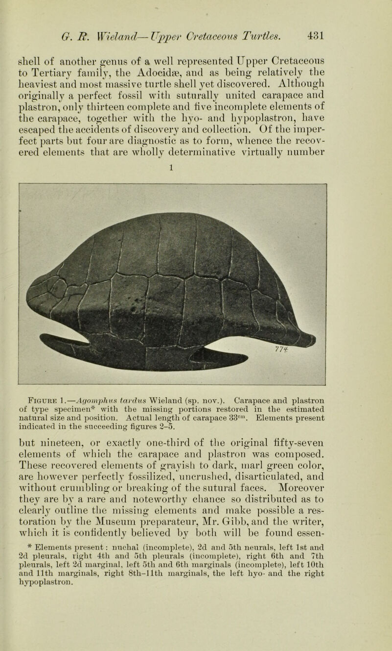 shell of another genus of a well represented Upper Cretaceous to Tertiary family, the Adocidse, and as being relatively the heaviest and most massive turtle shell yet discovered. Although originally a perfect fossil with suturally united carapace and plastron, only thirteen complete and live incomplete elements of the carapace, together with the liyo- and hypoplast-ron, have escaped the accidents of discovery and collection. Of the imper- fect parts but four are diagnostic as to form, whence the recov- ered elements that are wholly determinative virtually number 1 Figure 1.—Agomphus tardus Wieland (sp. nov.), Carapace and plastron of type specimen* with the missing portions restored in the estimated natural size and position. Actual length of carapace 33c,n. Elements present indicated in the succeeding figures 2-5. but nineteen, or exactly one-third of the original hfty-seven elements of which the carapace and plastron was composed. These recovered elements of grayish to dark, marl green color, are however perfectly fossilized, uncrushed, disarticulated, and without crumbling or breaking of the sutural faces. Moreover they are by a rare and noteworthy chance so distributed as to clearly outline the missing elements and make possible a res- toration by the Museum preparateur, Mr. Gibb, and the writer, which it is confidently believed by both will be found essen- * Elements present: nuchal (incomplete), 2d and 5tli neurals, left 1st and 2d pleurals, right 4tli and 5th pleurals (incomplete), right 6th and 7th pleurals, left 2d marginal, left 5tli and 6th marginals (incomplete), left 10th and 11th marginals, right 8th-llth marginals, the left hyo-and the right hypoplastron.