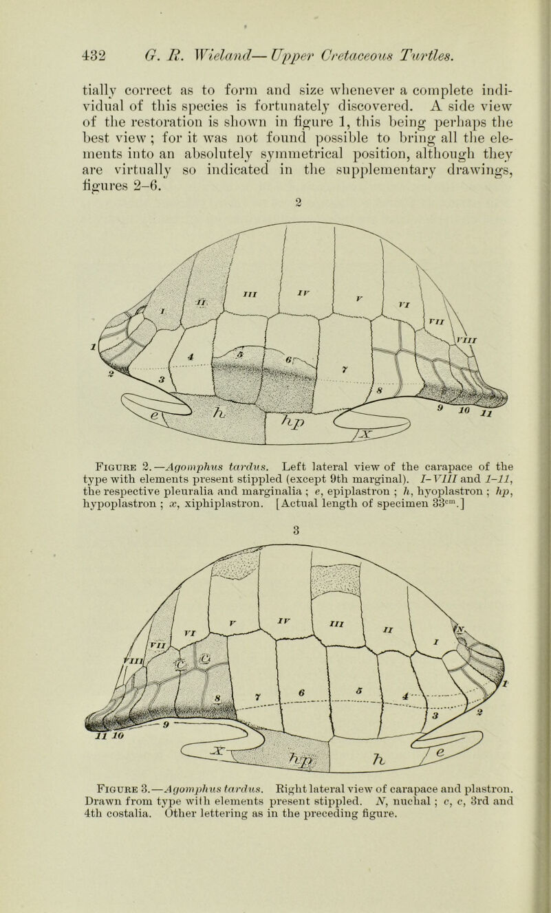 tially correct as to form and size whenever a complete indi- vidual of this species is fortunately discovered. A side view of the restoration is shown in figure 1, this being perhaps the best view ; for it was not found possible to bring all the ele- ments into an absolutely symmetrical position, although they are virtually so indicated in the supplementary drawings, figures 2-6. 2 Figure 2.—Agomphus tardus. Left lateral view of the carapace of the type with elements present stippled (except 9th marginal). I- VIII and 1-11, the respective pleuralia and marginalia ; e, epiplastron ; h, hyoplastron ; hp, hypoplastron ; x, xiphiplastron. [Actual length of specimen 33cm.] 3