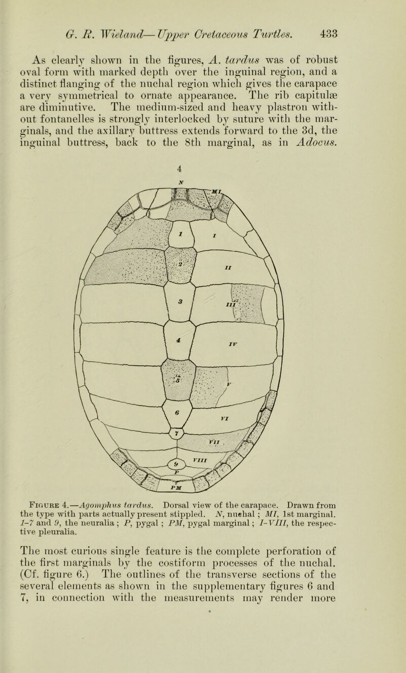 As clearly shown in the figures, A. tardus was of robust oval form with marked depth over the inguinal region, and a distinct flanging of the nuchal region which gives the carapace a very symmetrical to ornate appearance. The rib capitulse are diminutive. The medium-sized and heavy plastron with- out fontanelles is strongly interlocked by suture with the mar- ginals, and the axillary buttress extends forward to the 3d, the inguinal buttress, back to the 8th marginal, as in Adocus. 4 N Figure 4.—Agomphus tardus. Dorsal view of the carapace. Drawn from the type with parts actually present stippled. N, nuehal ; MI, 1st marginal. 1-7 and 9, the neuralia ; P, pygal ; PM, pygal marginal; I-VIII, the respec- tive pleuralia. The most curious single feature is the complete perforation of the first marginals by the costiform processes of the nuchal. (Cf. figure 6.) The outlines of the transverse sections of the several elements as shown in the supplementary figures 6 and 7, in connection with the measurements may render more