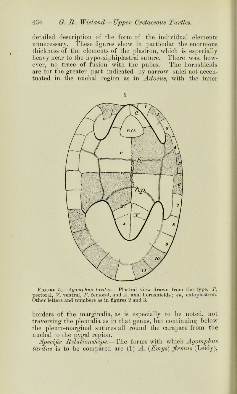 detailed description of the form of the individual elements unnecessary. These figures show in particular the enormous thickness of the elements of the plastron, which is especially heavy near to the hypo-xiphiplastral suture. There was, how- ever, no trace of fusion with the pubes. The hornsliields are for the greater part indicated by narrow sulci not accen- tuated in the nuchal region as in Adocus, with the inner 5 Figure 5.—Agomphus tardus. Plastral view drawn from the type. P, pectoral, V, ventral, F, femoral, and A, anal hornsliields ; en, entoplastron. Other letters and numbers as in figures 2 and 3. borders of the marginalia, as is especially to be noted, not traversing the pleuralia as in that genus, but continuing below the pleuro-marginal sutures all round the carapace from the nuchal to the pygal region. Specific Relationships.—The forms with which Agomphus tardus is to be compared are (1) A. (Emys) firmus (Leidy),