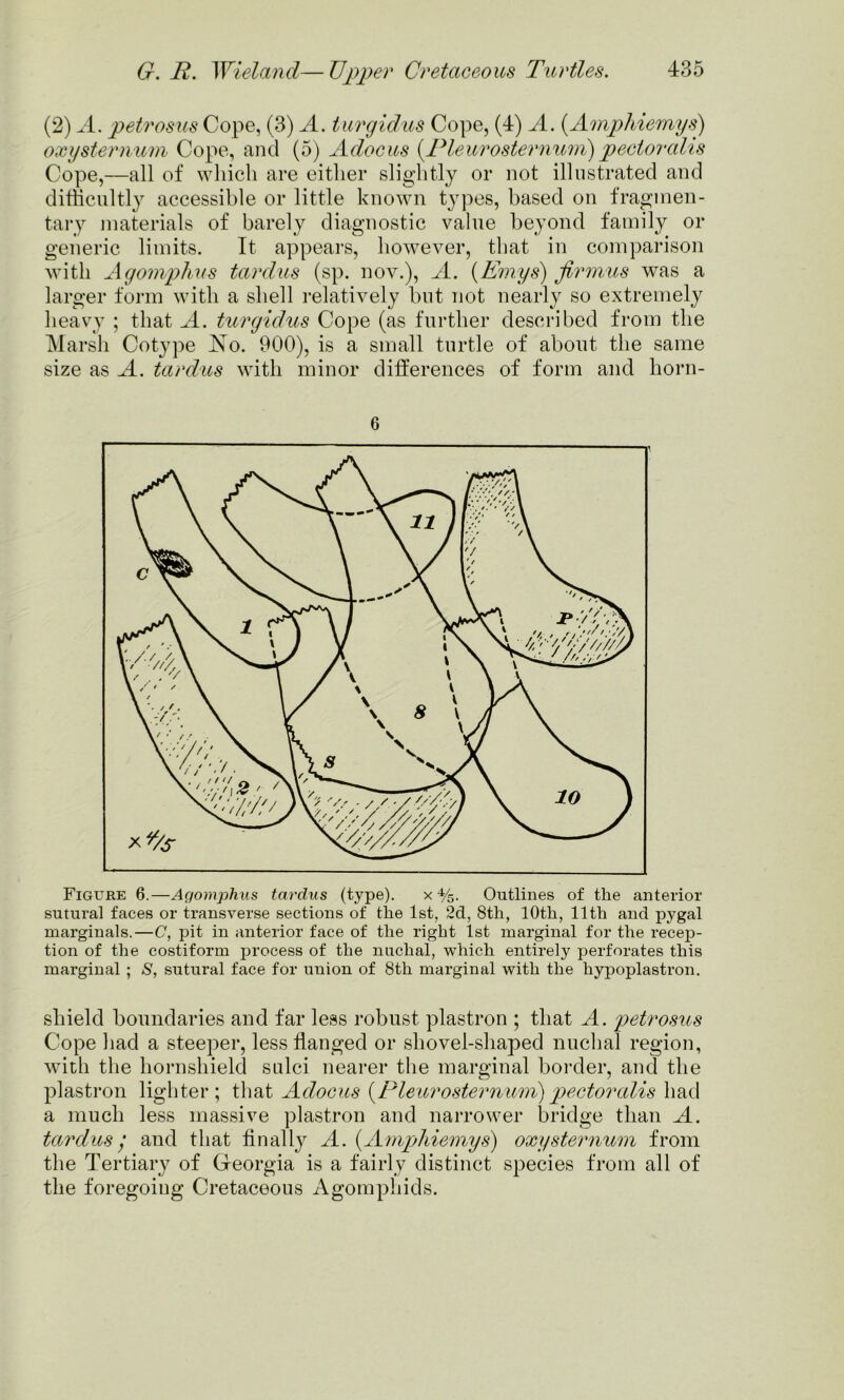 (2) A. petrosus Cope, (3) A. turgid us Cope, (4) A. (Amphiemys) oxysternum Cope, and (5) Adocus (Pleurosternum) pectoralis Cope,—all of which are either slightly or not illustrated and difficultly accessible or little known types, based on fragmen- tary materials of barely diagnostic value beyond family or generic limits. It appears, however, that in comparison with Agomphus tardus (sp. nov.), A. (Emys) firmus was a larger form with a shell relatively but not nearly so extremely heavy ; that A. turgidus Cope (as further described from the Marsh Cot}rpe No. 900), is a small turtle of about the same size as A. tardus with minor differences of form and horn- 6 Figure 6.—Agomphus tardus (type). x %. Outlines of the anterior sutural faces or transverse sections of the 1st, 2d, 8th, 10th, 11th and pygal marginals.—C, pit in anterior face of the right 1st marginal for the recep- tion of the costiform process of the nuchal, which entirely perforates this marginal ; S, sutural face for union of 8th marginal with the hypoplastron. shield boundaries and far less robust plastron ; that A. petrosus Cope had a steeper, less flanged or shovel-shaped nuchal region, with the hornshield sulci nearer the marginal border, and the plastron lighter; that Adocus {Plearosternitm)pectoralis had a much less massive plastron and narrower bridge than A. tardus • and that finally A. (.Amphiemys) oxy sternum from the Tertiary of Georgia is a fairly distinct species from all of the foregoing Cretaceous Agomphids.