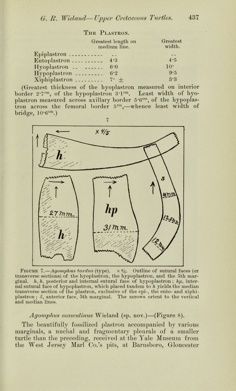 The Plastron. Epi plastron Greatest length on medium line. Greatest width. Entoplastron — 4-3 4*5 Hyoplastron .. 6*0 io- Hypoplastron 6*2 9‘5 Xiphiplastron . _ 7- ± 3-3 (Greatest thickness of the hyoplastron measured on interior border 2*7cm, of the hypoplastron 3’lcm. Least width of hyo- plastron measured across axillary border 5'6cm, of the hypoplas- tron across the femoral border 5cm,—whence least width of bridge, 10’6cm.) 7 Figure 7.—Agomplius tardus (type). x %. Outline of sutural faces (or transverse sections) of the hyoplastron, the hypoplastron, and. the 5tli mar- ginal. h, h. posterior and internal sutural face of hypoplastron ; hp, inter- nal sutural face of hypoplastron, which placed tandem to li yields the median transverse section of the plastron, exclusive of the epi-, the ento- and xiplii- plastron ; .5, anterior face, 5tli marginal. The arrows orient to the vertical and median lines. Agomphus masculinus Wieland (sp. nov.)—(Figure 8). The beautifully fossilized plastron accompanied by various marginals, a nuchal and fragmentary pleurals of a smaller turtle than the preceding, received at the Yale Museum from the West Jersey Marl Co.’s pits, at Barnsboro, Gloucester