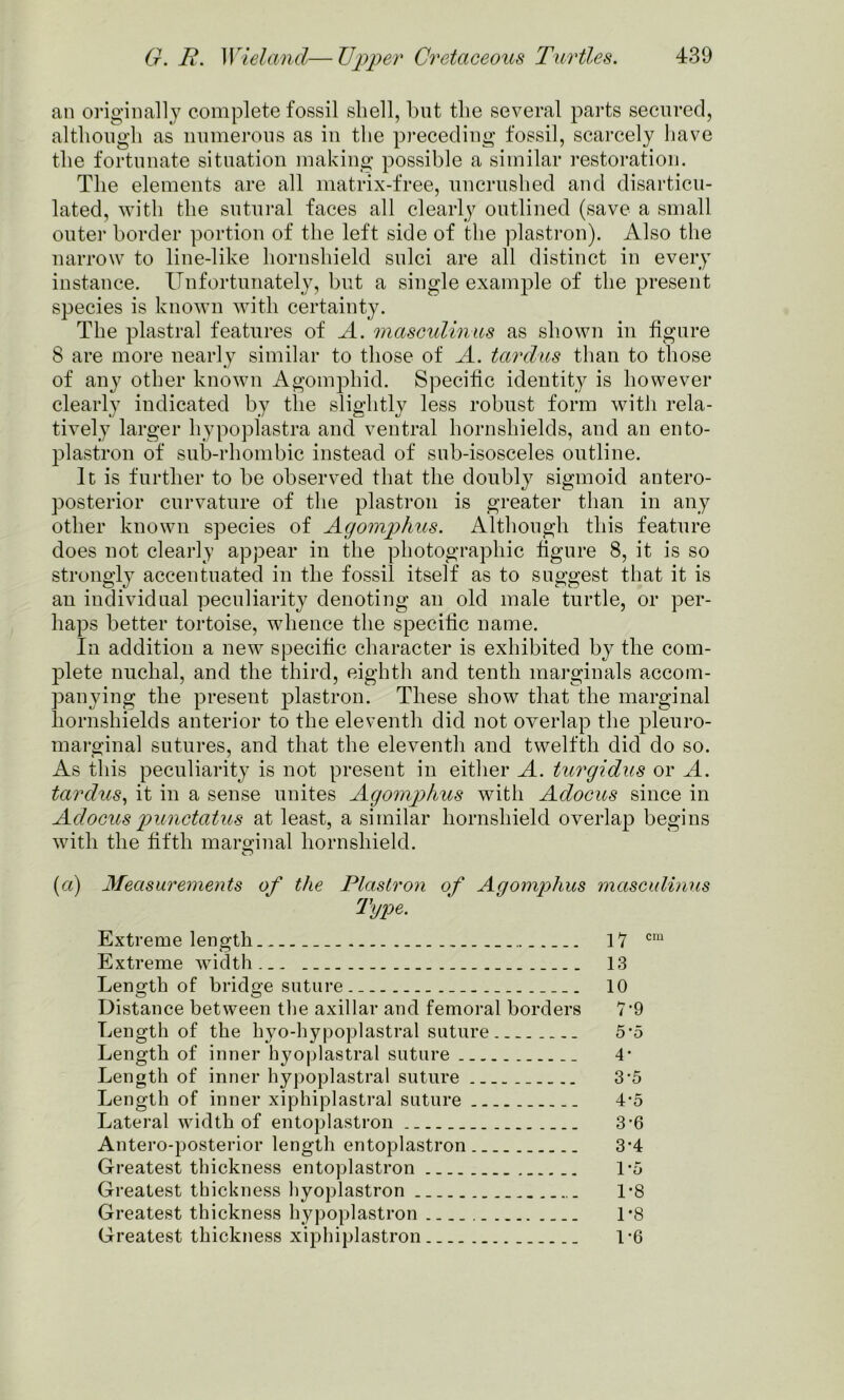 an originally complete fossil shell, but the several parts secured, although as numerous as in the preceding fossil, scarcely have the fortunate situation making possible a similar restoration. The elements are all matrix-free, uncrushed and disarticu- lated, with the sutural faces all clearly outlined (save a small outer border portion of the left side of the plastron). Also the narrow to line-like hornsliield sulci are all distinct in every instance. Unfortunately, but a single example of the present species is known with certainty. The plastral features of A. masculinus as shown in figure 8 are more nearly similar to those of A. tardus than to those of any other known Agomphid. Specific identity is however clearly indicated by the slightly less robust form with rela- tively larger hypoplastra and ventral hornshields, and an ento- plastron of sub-rhombic instead of sub-isosceles outline. It is further to be observed that the doubly sigmoid antero- posterior curvature of the plastron is greater than in any other known species of Agomp>hus. Although this feature does not clearly appear in the photographic figure 8, it is so strongly accentuated in the fossil itself as to suggest that it is an individual peculiarity denoting an old male turtle, or per- haps better tortoise, whence the specific name. In addition a new specific character is exhibited by the com- plete nuchal, and the third, eighth and tenth marginals accom- panying the present plastron. These show that the marginal hornshields anterior to the eleventh did not overlap the pleuro- marginal sutures, and that the eleventh and twelfth did do so. As this peculiarity is not present in either A. turgidus or A. tardus, it in a sense unites Agomphus with Adocus since in Adocuspunctatus at least, a similar hornsliield overlap begins with the fifth marginal hornsliield. (a) Measurements of the Plastron of Agomphus masculinus Type. Extreme length 17 cra Extreme width 13 Length of bridge suture.. 10 Distance between the axillar and femoral borders 7’9 Length of the hyo-hypoplastral suture 5-5 Length of inner hyoplastral suture 4* Length of inner hypoplastral suture 3’5 Length of inner xiphiplastral suture 4-5 Lateral width of entoplastron 3-6 Antero-posterior length entoplastron 3-4 Greatest thickness entoplastron 1*5 Greatest thickness hyoplastron 1*8 Greatest thickness hypoplastron 1*8 Greatest thickness xiphiplastron 1-6