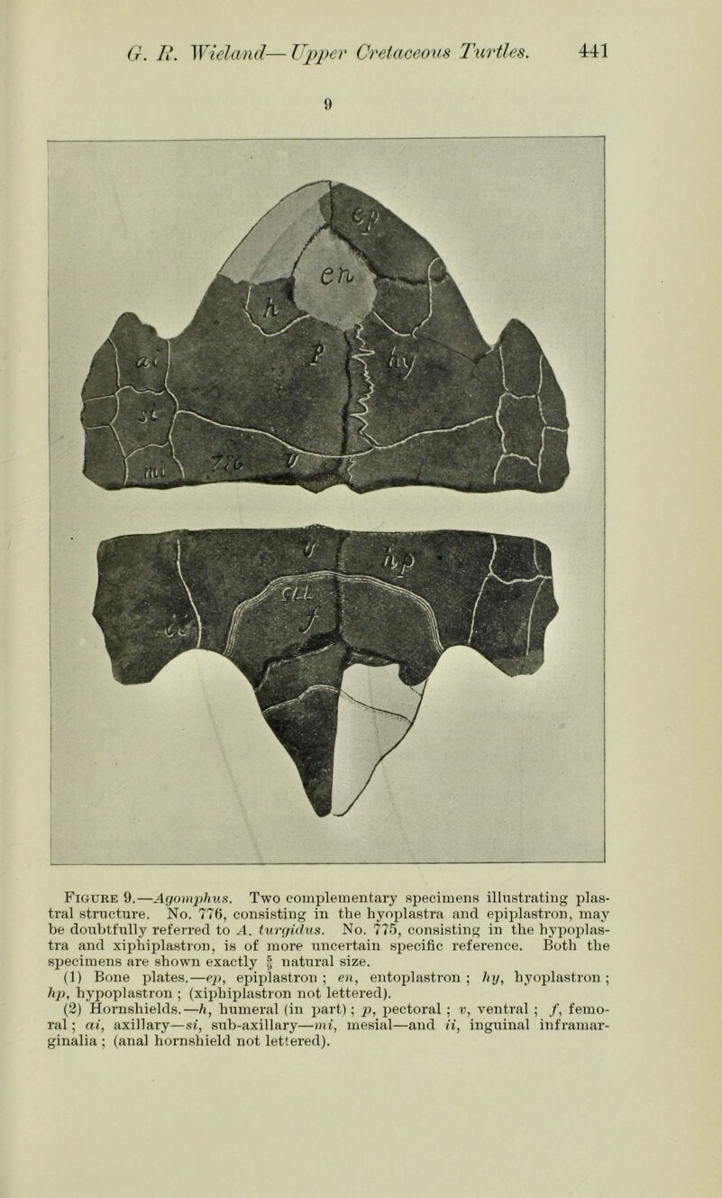 9 Figure 9.—Agomphus. Two complementary sjDecimens illustrating plas- tral structure. No. 776, consisting in the hyoplastra and epiplastron, may be doubtfully referred to A. turgidus. No. 775, consisting in the hypoplas- tra and xiphiplastron, is of more uncertain specific reference. Both the specimens are shown exactly § natural size. (1) Bone plates.—ep, epiplastron ; en, entoplastron ; hy, hyoplastron ; hp, hypoplastron ; (xiphiplastron not lettered). (2) Hornshields.—h, humeral (in part); p, pectoral ; v, ventral ; /, femo- ral ; cti, axillary—si, sub-axillary—mi, mesial—and ii, inguinal inframar- ginalia ; (anal hornshield not lettered).