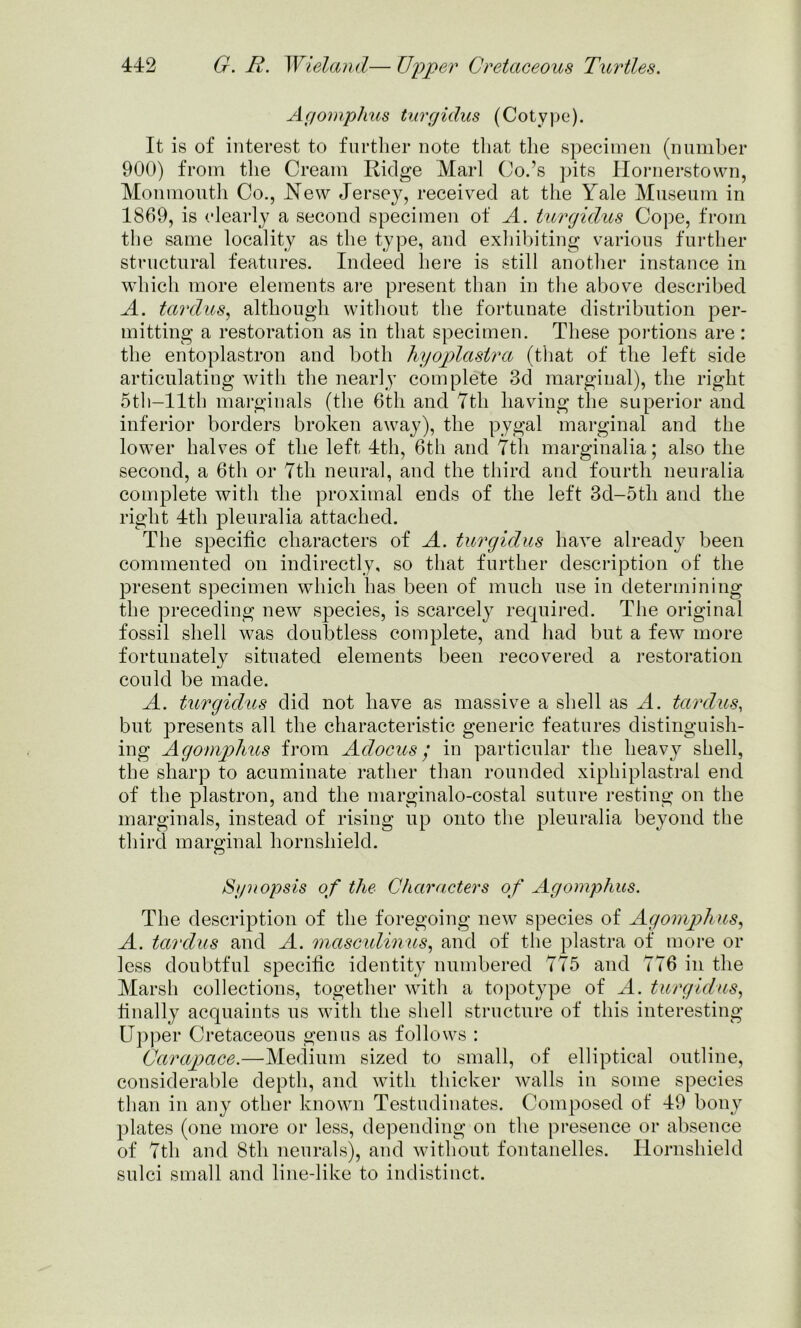 Agomplius turgidus (Cotype). It is of interest to further note that the specimen (number 900) from the Cream Ridge Marl Co.’s pits Hornerstown, Monmouth Co., New Jersey, received at the Yale Museum in 1869, is clearly a second specimen of A. turgidus Cope, from the same locality as the type, and exhibiting various further structural features. Indeed here is still another instance in which more elements are present than in the above described A. tardus, although without the fortunate distribution per- mitting a restoration as in that specimen. These portions are: the entoplastron and both hyoplastra (that of the left side articulating with the nearly complete 3d marginal), the right 5th—lltli marginals (the 6th and 7th having the superior and inferior borders broken away), the pygal marginal and the lower halves of the left 4th, 6th and 7th marginalia; also the second, a 6th or 7th neural, and the third and fourth neuralia complete with the proximal ends of the left 3d-5th and the right 4th pleuralia attached. The specific characters of A. turgidus have already been commented on indirectly, so that further description of the present specimen which has been of much use in determining the preceding new species, is scarcely required. The original fossil shell was doubtless complete, and had but a few more fortunately situated elements been recovered a restoration could be made. A. turgidus did not have as massive a shell as A. tardus, but presents all the characteristic generic features distinguish- ing Agomplius from Adocus/ in particular the heavy shell, the sharp to acuminate rather than rounded xiphiplastral end of the plastron, and the marginalo-costal suture resting on the marginals, instead of rising up onto the pleuralia beyond the third marginal hornshield. Synopsis of the Characters of Agomplius. The description of the foregoing new species of Agomphus, A. tardus and A. masculinus, and of the plastra of more or less doubtful specific identity numbered 775 and 776 in the Marsh collections, together with a topotype of A. turgidus, finally acquaints us with the shell structure of this interesting Upper Cretaceous genus as follows : Carapace.—Medium sized to small, of elliptical outline, considerable depth, and with thicker walls in some species than in any other known Testudinates. Composed of 49 bony plates (one more or less, depending on the presence or absence of 7tli and 8th neurals), and without fontanelles. Hornshield sulci small and line-like to indistinct.