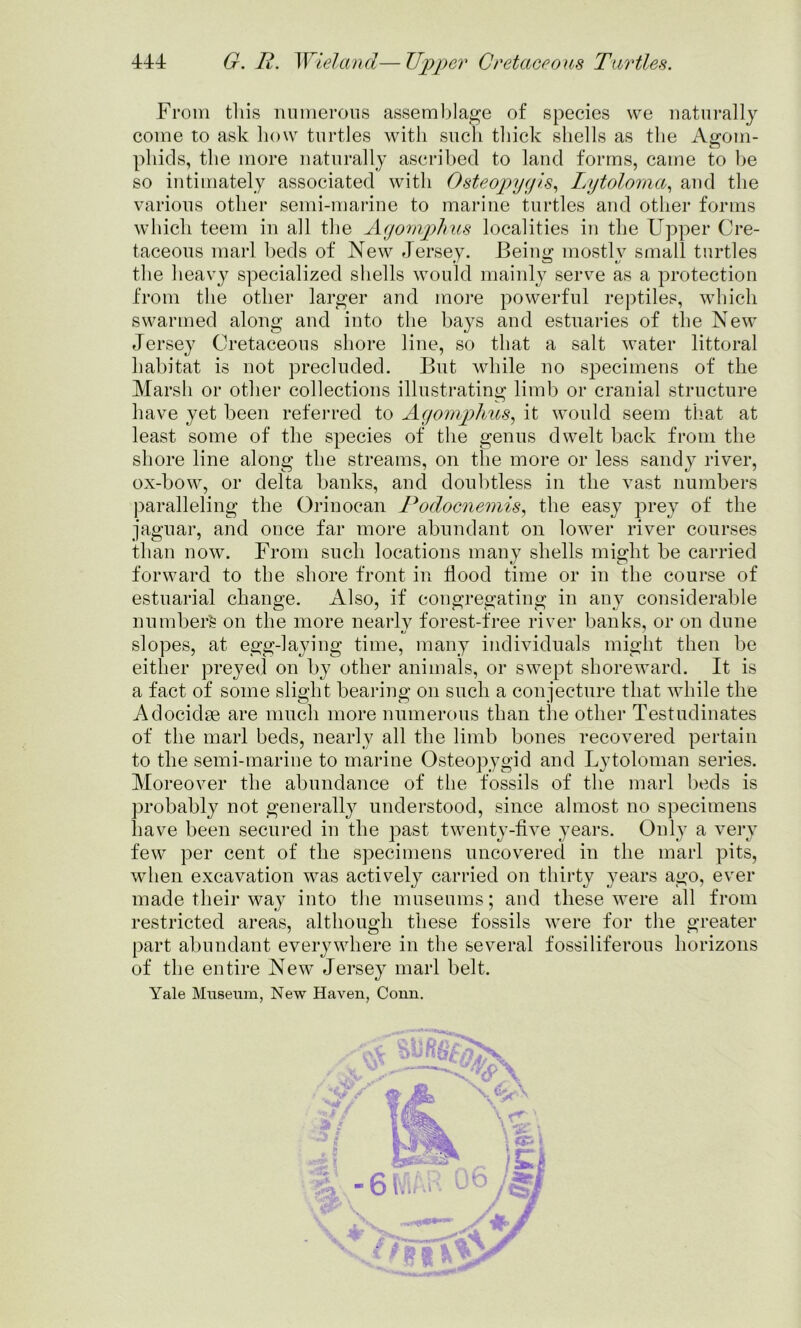 From tliis numerous assemblage of species we naturally come to ask how turtles with such thick shells as the Agom- phids, the more naturally ascribed to land forms, came to be so intimately associated with Osteopygis, Lytoloma, and the various other semi-marine to marine turtles and other forms which teem in all the Agomplius localities in the Upper Cre- taceous marl beds of New Jersey. Being mostly small turtles the heavy specialized shells would mainly serve as a protection from the other larger and more powerful reptiles, which swarmed along and into the bays and estuaries of the New Jersey Cretaceous shore line, so that a salt water littoral habitat is not precluded. But while no specimens of the Marsh or other collections illustrating limb or cranial structure have yet been referred to Agomplius, it would seem that at least some of the species of the genus dwelt back from the shore line along the streams, on the more or less sandy river, ox-bow, or delta banks, and doubtless in the vast numbers paralleling the Orinoean Podocnemis, the easy prey of the jaguar, and once far more abundant on lower river courses than now. From such locations many shells might be carried forward to the shore front in flood time or in the course of estuarial change. Also, if congregating in any considerable number^ on the more nearly forest-free river banks, or on dune slopes, at egg-laying time, many individuals might then be either preyed on by other animals, or swept shoreward. It is a fact of some slight bearing on such a conjecture that while the Adocidse are much more numerous than the other Testudinates of the marl beds, nearly all the limb bones recovered pertain to the semi-marine to marine Osteopygid and Lytoloman series. Moreover the abundance of the fossils of the marl beds is probably not generally understood, since almost no specimens have been secured in the past twenty-five years. Only a very few per cent of the specimens uncovered in the marl pits, wdien excavation was actively carried on thirty years ago, ever made their way into the museums; and these were all from restricted areas, although these fossils were for the greater part abundant everywhere in the several fossiliferous horizons of the entire New Jersey marl belt. Yale Museum, New Haven, Conn.