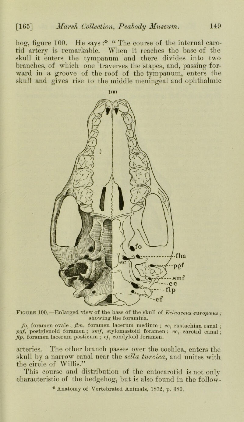 hog, figure 100. lie says :* “ The course of the internal caro- tid artery is remarkable. When it reaches the base of the skull it enters the tympanum and there divides into two branches, of which one traverses the stapes, and, passing for- ward in a groove of the roof of the tympanum, enters the skull and gives rise to the middle meningeal and ophthalmic 100 Figure 100.—Enlarged view of the base of the skull of Erinaceus europceus ; showing the foramina. fo, foramen ovale ; Jim, foramen lacerum medium ; ec, eustachian canal ; pcjf, postglenoid foramen ; smf, stylomastoid foramen ; cc, carotid canal; Jlp, foramen lacerum posticum ; cf, condyloid foramen. arteries. The other branch passes over the cochlea, enters the skull by a narrow canal near the sella turcica, and unites with the circle of Willis.” This course and distribution of the entocarotid is not only characteristic of the hedgehog, but is also found in the follow- * Anatomy of Vertebrated Animals, 1872, p. 380.