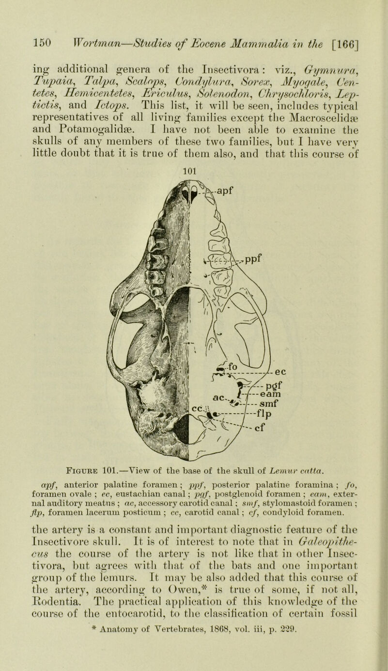 ing additional genera of the Insectivora: viz., Gymnura, Tupaia, Talpa, Scalops, Condylar a, Sorex, Myogale, Cen- tetes, Hemicentetes, Eric ulus, Solenodon, Chrysochloris, Lep- tictis, and Ictops. This list, it will be seen, includes typical representatives of all living families except the Macroscelidse and Potamogalidse. I have not been able to examine the skulls of any members of these two families, but I have very little doubt that it is true of them also, and that this course of 101 Figure 101.—View of the base of the skull of Lemur catta. cijrf, anterior palatine foramen; ppf, posterior palatine foramina ; fo, foramen ovale ; ec, eustachian canal; pgf, postglenoid foramen; earn, exter- nal auditory meatus ; nc, accessory carotid canal; smf, stylomastoid foramen ; flp, foramen lacerum posticum ; cc, carotid canal; ef, condyloid foramen. the artery is a constant and important diagnostic feature of the Insectivore skull. It is of interest to note that in Galeopithe- cus the course of the artery is not like that in other Insec- tivora, but agrees with that of the bats and one important group of the lemurs. It may be also added that this course of the artery, according to Owen,* is true of some, if not all, Hodentia. The practical application of this knowledge of the course of the entocarotid, to the classification of certain fossil * Anatomy of Vertebrates, 1868, vol. iii, p. 229.