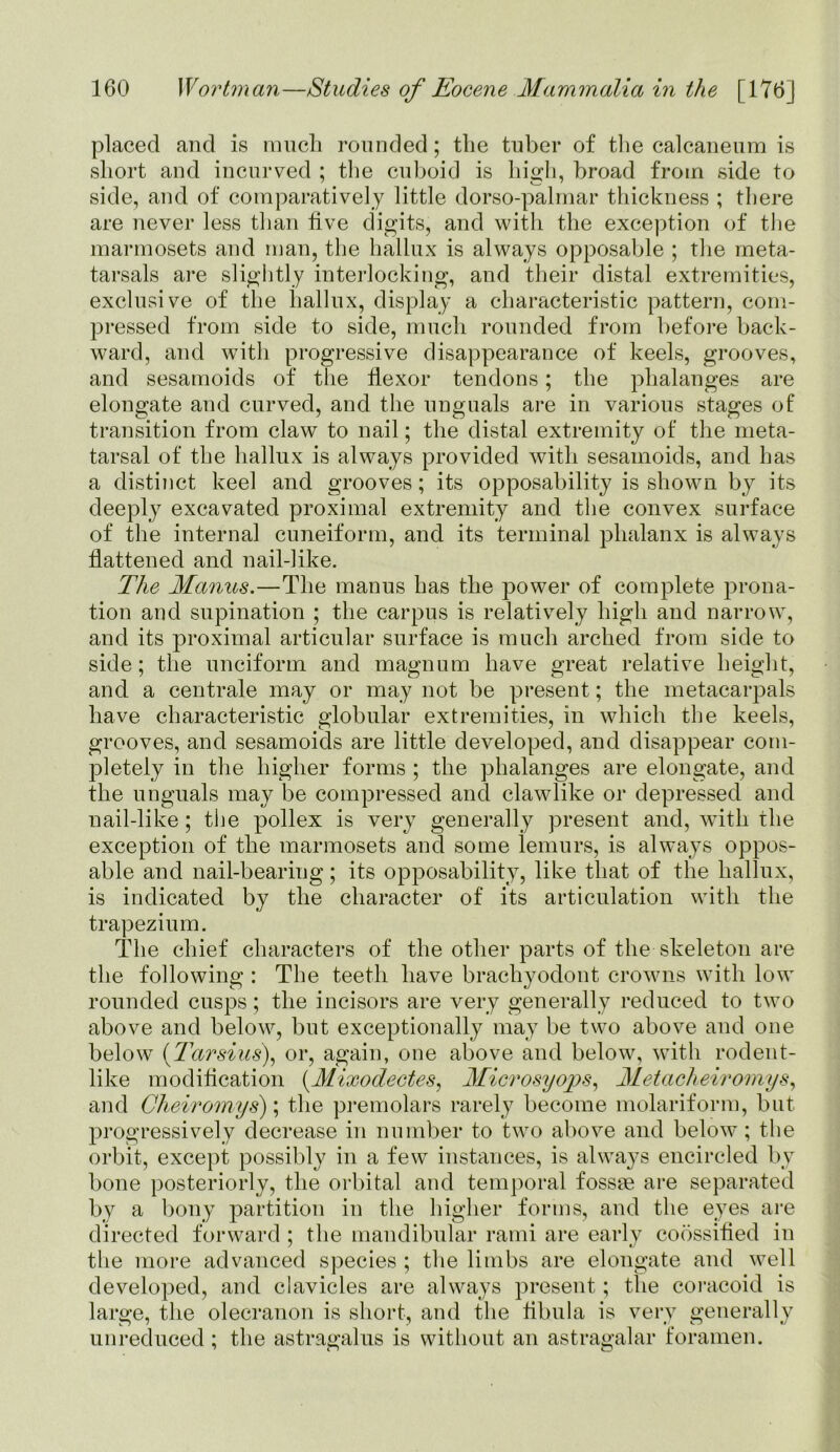 placed and is much rounded; the tuber of the calcaneum is short and incurved ; the cuboid is high, broad from side to side, and of comparatively little dorso-palmar thickness ; there are never less than live digits, and with the exception of the marmosets and man, the hallux is always opposable ; the meta- tarsals are slightly interlocking, and their distal extremities, exclusive of the hallux, display a characteristic pattern, com- pressed from side to side, much rounded from before back- ward, and with progressive disappearance of keels, grooves, and sesamoids of the flexor tendons; the phalanges are elongate and curved, and the unguals are in various stages of transition from claw to nail; the distal extremity of the meta- tarsal of the hallux is always provided with sesamoids, and has a distinct keel and grooves; its opposability is shown by its deeply excavated proximal extremity and the convex surface of the internal cuneiform, and its terminal phalanx is always flattened and nail-like. The Manus.—The manus has the power of complete prona- tion and supination ; the carpus is relatively high and narrow, and its proximal articular surface is much arched from side to side; the unciform and magnum have great relative height, and a centrale may or may not be present; the metacarpals have characteristic globular extremities, in which the keels, grooves, and sesamoids are little developed, and disappear com- pletely in the higher forms ; the phalanges are elongate, and the unguals may be compressed and clawlike or depressed and nail-like; the pollex is very generally present and, with the exception of the marmosets and some lemurs, is always oppos- able and nail-bearing; its opposability, like that of the hallux, is indicated by the character of its articulation with the trapezium. The chief characters of the other parts of the skeleton are the following : The teeth have brachyodont crowns with low rounded cusps; the incisors are very generally reduced to two above and below, but exceptionally may be two above and one below (Tarsius), or, again, one above and below, with rodent- like modification (.Mixodectes, Microsyops, Metacheiromys, and Cheiromys); the premolars rarely become molariform, but progressively decrease in number to two above and below; the orbit, except possibly in a few instances, is always encircled bv bone posteriorly, the orbital and temporal fossae are separated by a bony partition in the higher forms, and the eyes are directed forward ; the mandibular rami are early coossified in the more advanced species ; the limbs are elongate and well developed, and clavicles are always present; the coracoid is large, the olecranon is short, and the fibula is very generally unreduced; the astragalus is without an astragalar foramen.