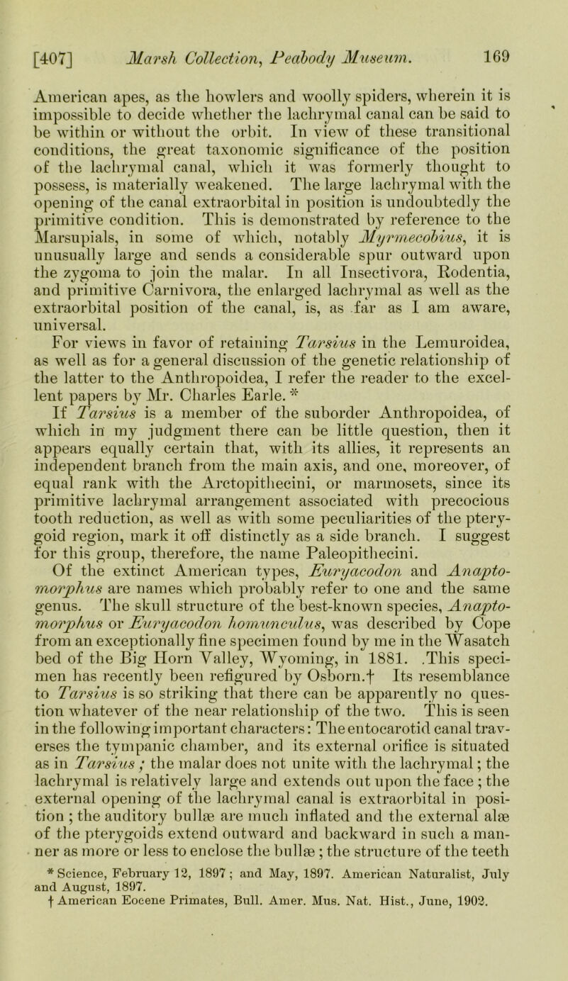 American apes, as the howlers and woolly spiders, wherein it is impossible to decide whether the lachrymal canal can be said to be within or without the orbit. In view of these transitional conditions, the great taxonomic significance of the position of the lachrymal canal, which it was formerly thought to possess, is materially weakened. The large lachrymal with the opening of the canal extraorbital in position is undoubtedly the primitive condition. This is demonstrated by reference to the Marsupials, in some of which, notably Myrmecobius, it is unusually large and sends a considerable spur outward upon the zygoma to join the malar. In all Insectivora, Rodentia, and primitive Carnivora, the enlarged lachrymal as well as the extraorbital position of the canal, is, as far as I am aware, universal. For views in favor of retaining Tarsius in the Lemuroidea, as well as for a general discussion of the genetic relationship of the latter to the Anthropoidea, I refer the reader to the excel- lent papers by Mr. Charles Earle. * If Tarsius is a member of the suborder Anthropoidea, of which in my judgment there can be little question, then it appears equally certain that, with its allies, it represents an independent branch from the main axis, and one, moreover, of equal rank with the Arctopithecini, or marmosets, since its primitive lachrymal arrangement associated with precocious tooth reduction, as well as with some peculiarities of the ptery- goid region, mark it off distinctly as a side branch. I suggest for this group, therefore, the name Paleopithecini. Of the extinct American types, Euryacodon and Anapto- rnorphus are names which probably refer to one and the same genus. The skull structure of the best-known species, Anapto- morphus or Euryacodon homunculus, was described by Cope from an exceptionally tine specimen found by me in the Wasatch bed of the Big Horn Valley, Wyoming, in 1881. .This speci- men has recently been reiigured by Osborn.f Its resemblance to Tarsius is so striking that there can be apparently no ques- tion whatever of the near relationship of the two. This is seen in the following important characters: Theentocarotid canal trav- erses the tympanic chamber, and its external orifice is situated as in Tarsius ; the malar does not unite with the lachrymal; the lachrymal is relatively large and extends out upon the face ; the external opening of the lachrymal canal is extraorbital in posi- tion ; the auditory bullae are much inflated and the external alae of the pterygoids extend outward and backward in such a man- ner as more or less to enclose the bullae ; the structure of the teeth * Science, February 12, 1897; and May, 1897. American Naturalist, July and August, 1897. f American Eocene Primates, Bull. Amer. Mus. Nat. Hist., June, 1902.