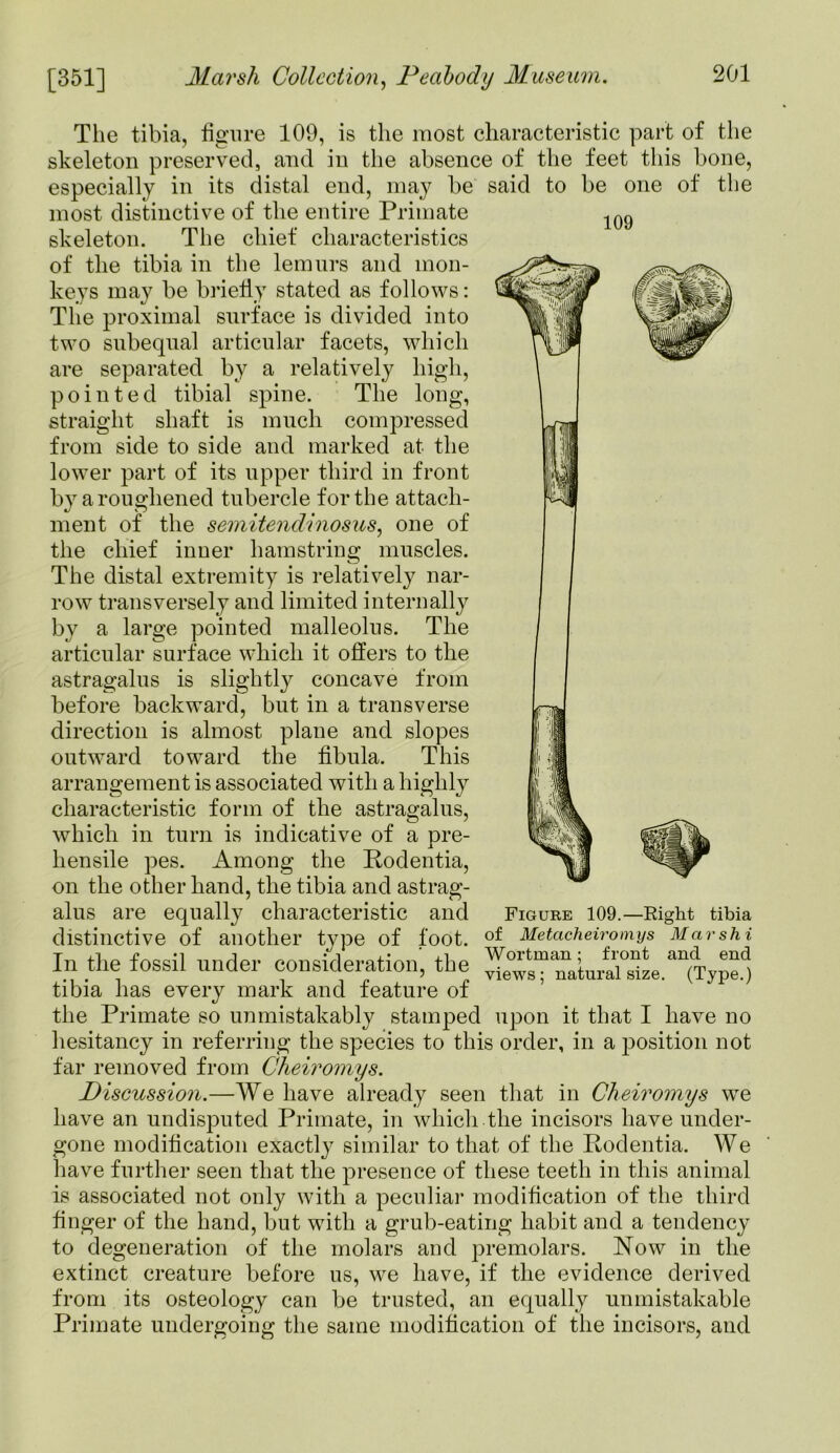 109 The tibia, figure 109, is the most characteristic part of the skeleton preserved, and in the absence of the feet this bone, especially in its distal end, may be said to be one of the most distinctive of the entire Primate skeleton. The chief characteristics of the tibia in the lemurs and mon- keys may be briefly stated as follows: The proximal surface is divided into two subequal articular facets, which are separated by a relatively high, pointed tibial spine. The long, straight shaft is much compressed from side to side and marked at the lower part of its upper third in front by a roughened tubercle for the attach- ment of the semitendinosus, one of the chief inner hamstring muscles. The distal extremity is relatively nar- row transversely and limited internally by a large pointed malleolus. The articular surface which it offers to the astragalus is slightly concave from before backward, but in a transverse direction is almost plane and slopes outward toward the fibula. This arrangement is associated with a highly characteristic form of the astragalus, which in turn is indicative of a pre- hensile pes. Among the Rodentia, on the other hand, the tibia and astrag- alus are equally characteristic and distinctive of another type of foot. In the fossil under consideration, the tibia has every mark and feature of the Primate so unmistakably stamped upon it that I have no hesitancy in referring the species to this order, in a position not far removed from Cheiromys. Discussion.—We have already seen that in Clieiromys we have an undisputed Primate, in which the incisors have under- gone modification exactly similar to that of the Rodentia. We have further seen that the presence of these teeth in this animal is associated not only with a peculiar modification of the third finger of the hand, but with a grub-eating habit and a tendency to degeneration of the molars and premolars. Now in the extinct creature before us, we have, if the evidence derived from its osteology can be trusted, an equally unmistakable Primate undergoing the same modification of the incisors, and Figure 109.—Right tibia of Metacheiromys Marshi Wortman; front and end views; natural size. (Type.)