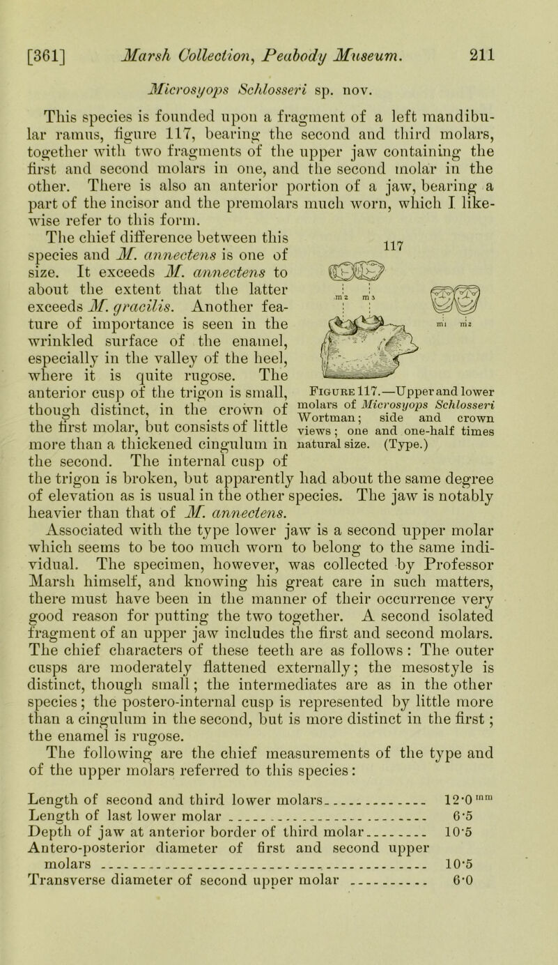 Microsyops Schlosseri sp. nov. This species is founded upon a fragment of a left mandibu- lar ramus, figure 1 IT, bearing the second and third molars, together with two fragments of the upper jaw containing the first and second molars in one, and the second molar in the other. There is also an anterior portion of a jaw, bearing a part of the incisor and the premolars much worn, which I like- wise refer to this form. The chief difference between this species and M. annectens is one of size. It exceeds M. annectens to about the extent that the latter exceeds M. gracilis. Another fea- ture of importance is seen in the wrinkled surface of the enamel, especially in the valley of the heel, where it is quite rugose. The anterior cusp of the trigon is small, Figure 117.—Upper and lower though distinct, in the crown of ™olars of MlC)]°sy°Ps Schiossen the first molar, but consists of little views ; one and one-half times more than a thickened cingulum in natural size. (Type.) the second. The internal cusp of the trigon is broken, but apparently had about the same degree of elevation as is usual in the other species. The jaw is notably heavier than that of M. annectens. Associated with the type lower jaw is a second upper molar which seems to be too much worn to belong to the same indi- vidual. The specimen, however, was collected by Professor Marsh himself, and knowing his great care in such matters, there must have been in the manner of their occurrence very good reason for putting the two together. A second isolated fragment of an upper jaw includes the first and second molars. The chief characters of these teeth are as follows : The outer cusps are moderately flattened externally; the mesostyle is distinct, though small; the intermediates are as in the other species; the postero-internal cusp is represented by little more than a cingulum in the second, but is more distinct in the first; the enamel is rugose. The following are the chief measurements of the type and of the upper molars referred to this species: Length of second and third lower molars. 12*0Inm Length of last lower molar 6*5 Depth of jaw at anterior border of third molar 10-5 Antero-posterior diameter of first and second upper molars 10*5 Transverse diameter of second upper molar 6’0