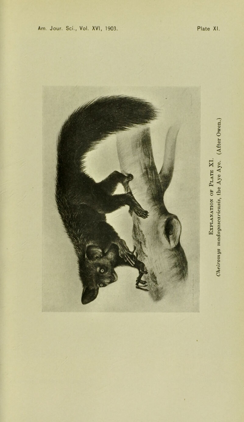 Explanation of Plate XT. Cheiromys madcigascariensis, the Aye Aye. (After Owen.)