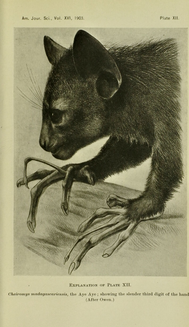 • Explanation of Plate XII. Cheiromys madagascariensis, the Aye Aye ; showing the slender third digit of the hand (After Owen.)