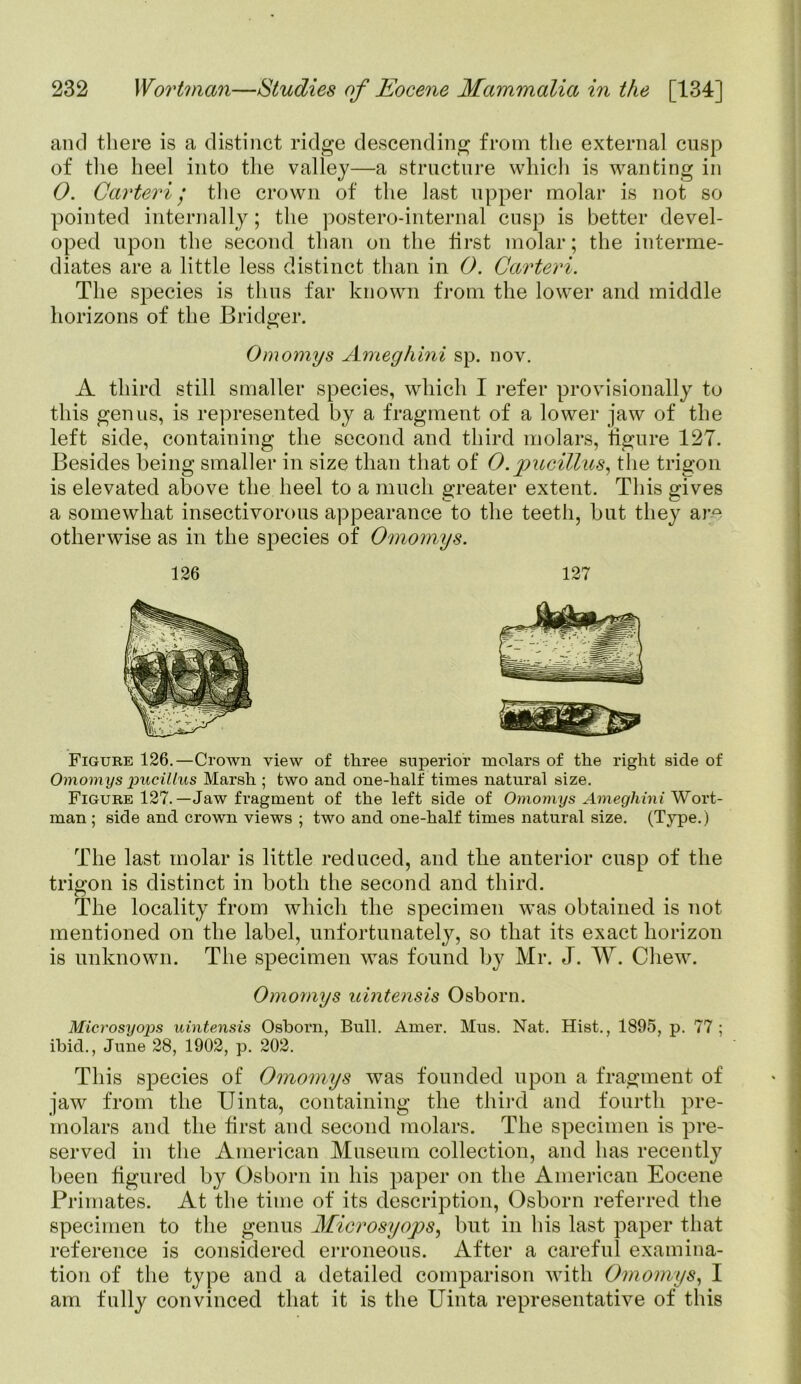 and there is a distinct ridge descending from the external cusp of the heel into the valley—a structure which is wanting in 0. Carteri • the crown of the last upper molar is not so pointed internally; the postero-internal cusp is better devel- oped upon the second than on the first molar; the interme- diates are a little less distinct than in 0. Carteri. The species is thus far known from the lower and middle horizons of the Bridger. Omomys Ameghini sp. nov. A third still smaller species, which I refer provisionally to this genus, is represented by a fragment of a lower jaw of the left side, containing the second and third molars, figure 12T. Besides being smaller in size than that of O.pucillus, the trigon is elevated above the heel to a much greater extent. This gives a somewhat insectivorous appearance to the teeth, but they arQ otherwise as in the species of Omomys. Figure 126.—Crown view of three superior molars of the right side of Omom ys pucillus Marsh ; two and one-half times natural size. Figure 127.—Jaw fragment of the left side of Omomys Ameghini Wort- man ; side and crown views ; two and one-half times natural size. (Type.) The last molar is little reduced, and the anterior cusp of the trigon is distinct in both the second and third. The locality from which the specimen was obtained is not mentioned on the label, unfortunately, so that its exact horizon is unknown. The specimen was found by Mr. J. W. Chew. Omomys uintensis Osborn. Microsyops uintensis Osborn, Bull. Amer. Mus. Nat. Hist., 1895, p. 77 ; ibid., June 28, 1902, p. 202. This species of Omomys was founded upon a fragment of jaw from the Uinta, containing the third and fourth pre- molars and the first and second molars. The specimen is pre- served in the American Museum collection, and has recently been figured by Osborn in his paper on the American Eocene Primates. At the time of its description, Osborn referred the specimen to the genus Microsyops, but in his last paper that reference is considered erroneous. After a careful examina- tion of the type and a detailed comparison with Omomys, I am fully convinced that it is the Uinta representative of this