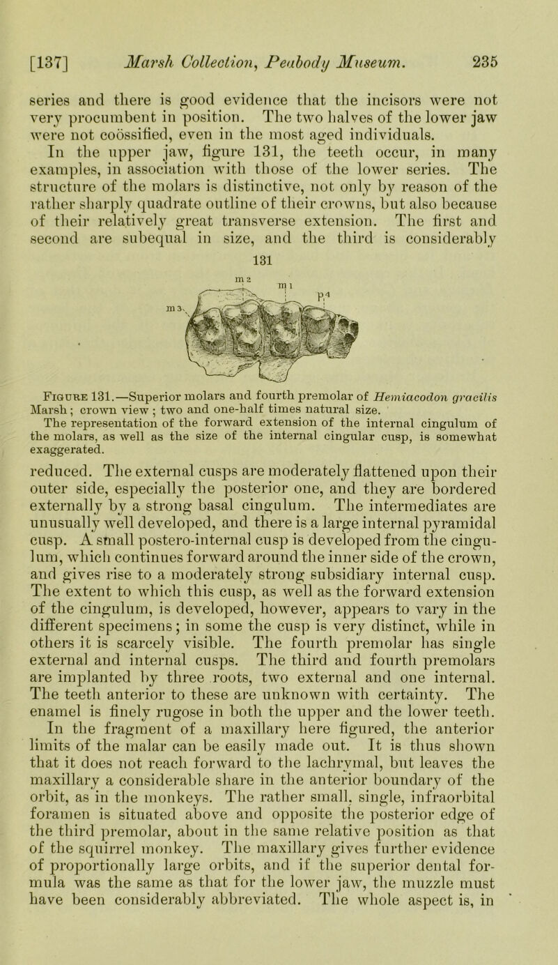 series and there is good evidence that the incisors were not very procumbent in position. The two halves of the lower jaw were not coossified, even in the most aged individuals. In the upper jaw, figure 131, the teeth occur, in many examples, in association with those of the lower series. The structure of the molars is distinctive, not, only by reason of the rather sharply quadrate outline of their crowns, but also because of their relatively great transverse extension. The first and second are subequal in size, and the third is considerably 131 m3 Figure 131.—Superior molars and fourth premolar of Hemiacoclon gracilis Marsh; crown view ; two and one-half times natural size. The representation of the forward extension of the internal cingulum of the molars, as well as the size of the internal cingular cusp, is somewhat exaggerated. reduced. The external cusps are moderately flattened upon their outer side, especially the posterior one, and they are bordered externally by a strong basal cingulum. The intermediates are unusually well developed, and there is a large internal pyramidal cusp. A small postero-internal cusp is developed from the cingu- lum, which continues forward around the inner side of the crown, and gives rise to a moderately strong subsidiary internal cusp. The extent to which this cusp, as well as the forward extension of the cingulum, is developed, however, appears to vary in the different specimens; in some the cusp is very distinct, while in others it is scarcely visible. The fourth premolar has single external and internal cusps. The third and fourth premolars are implanted by three roots, two external and one internal. The teeth anterior to these are unknown with certainty. The enamel is finely rugose in both the upper and the lower teeth. In the fragment of a maxillary here figured, the anterior limits of the malar can be easily made out. It is thus shown that it does not reach forward to the lachrymal, but leaves the maxillary a considerable share in the anterior boundary of the orbit, as in the monkeys. The rather small, single, infraorbital foramen is situated above and opposite the posterior edge of the third premolar, about in the same relative position as that of the squirrel monkey. The maxillary gives further evidence of proportionally large orbits, and if the superior dental for- mula was the same as that for the lower jaw, the muzzle must have been considerably abbreviated. The whole aspect is, in