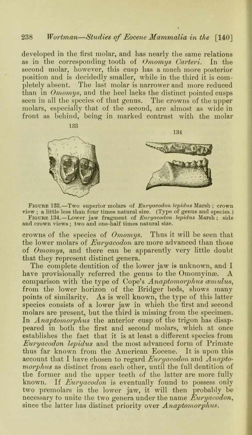 developed in the first molar, and has nearly the same relations as in the corresponding tooth of <)momys Cai'teri. In the second molar, however, this cusp has a much more posterior position and is decidedly smaller, while in the third it is com- pletely absent. The last molar is narrower and more reduced than in Omomys, and the heel lacks the distinct pointed cusps seen in all the species of that genus. The crowns of the upper molars, especially that of the second, are almost as wide in front as behind, being in marked contrast with the molar Figure 133.—Two superior molars of Euryacodon lepidus Marsh ; crown view ; a little less than four times natural size. (Type of genus and species.) Figure 134.—Lower jaw fragment of Euryacodon lepidus Marsh; side and crown views ; two and one-half times natural size. crowns of the species of Omomys. Thus it will be seen that the lower molars of Euryacodon are more advanced than those of Omomys, and there can be apparently very little doubt that they represent distinct genera. The complete dentition of the lower jaw is unknown, and I have provisionally referred the genus to the Omomyinge. A comparison with the type of Cope’s Anaptomorphus cemulus, from the lower horizon of the Bridger beds, shows many points of similarity. As is well known, the type of this latter species consists of a lower jaw in which the first and second molars are present, but the third is missing from the specimen. In Anaptomorphus the anterior cusp of the trigon has disap- peared in both the first and second molars, which at once establishes the fact that it is at least a different species from Euryacodon lepidus and the most advanced form of Primate thus far known from the American Eocene. It is upon this account that I have chosen to regard Euryacodon and Anapto- morphus as distinct from each other, until the full dentition of the former and the upper teeth of the latter are more fully known. If Euryacodon is eventually found to possess only two premolars in the lower jaw, it will then probably be necessary to unite the two genera under the name Euryacodon, since the latter has distinct priority over Anaptomorphus.