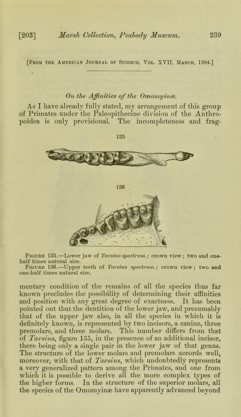 [From the American Journal of Science, Vol. XVII, March, 1904.] As I have already fully stated, my arrangement of this group of Primates under the Paleopithecine division of the Anthro- poidea is only provisional. The incompleteness and frag- Figure 135.—Lower jaw of Tarsius spectrum ; crown view; two and one- half times natural size. Figure 136.—Upper teeth of Tarsius spectrum ; crown view ; two and one-half times natural size. mentarv condition of the remains of all the species thus far known precludes the possibility of determining their affinities and position with any great degree of exactness. It has been pointed out that the dentition of the lower jaw, and presumably that of the upper jaw also, in all the species in which it is detinitely known, is represented by two incisors, a canine, three premolars, and three molars. This number differs from that of Tarsius, figure 135, in the presence of an additional incisor, there being only a single pair in the lower jaw of that genus. The structure of the lower molars and premolars accords well, moreover, with that of Tarsius, which undoubtedly represents a very generalized pattern among the Primates, and one from which it is possible to derive all the more complex types of the higher forms. In the structure of the superior molars, all the species of the Omomyinse have apparently advanced beyond On the Affinities of the Omomyince. 135 136