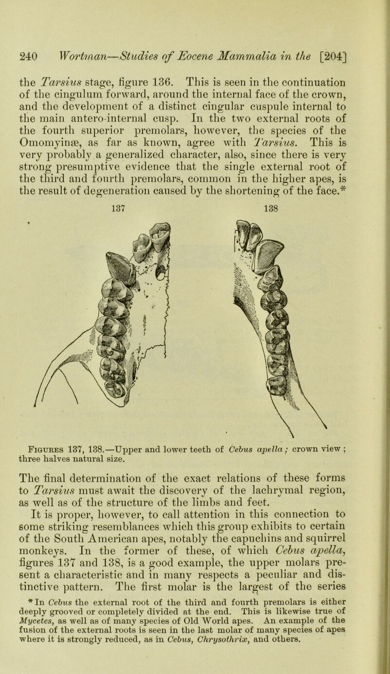 the Tarsius stage, figure 136. This is seen in the continuation of the cingulum forward, around the internal face of the crown, and the development of a distinct cingular cuspule internal to the main antero-internal cusp. In the two external roots of the fourth superior premolars, however, the species of the Omomyinse, as far as known, agree with Tarsius. This is very probably a generalized character, also, since there is very strong presumptive evidence that the single external root of the third and fourth premolars, common in the higher apes, is the result of degeneration caused by the shortening of the face.* Figures 137, 138.—Upper and lower teeth of Cebus apella ; crown view ; three halves natural size. The final determination of the exact relations of these forms to Tarsius must await the discovery of the lachrymal region, as well as of the structure of the limbs and feet. It is proper, however, to call attention in this connection to some striking resemblances which this group exhibits to certain of the South American apes, notably the capuchins and squirrel monkeys. In the former of these, of which Cebus apella, figures 137 and 138, is a good example, the upper molars pre- sent a characteristic and in many respects a peculiar and dis- tinctive pattern. The first molar is the largest of the series * In Cebus the external root of the third and fourth premolars is either deeply grooved or completely divided at the end. This is likewise true of Mycetes, as well as of many species of Old World apes. An example of the fusion of the external roots is seen in the last molar of many species of apes where it is strongly reduced, as in Cebus, Chrysothrix, and others.