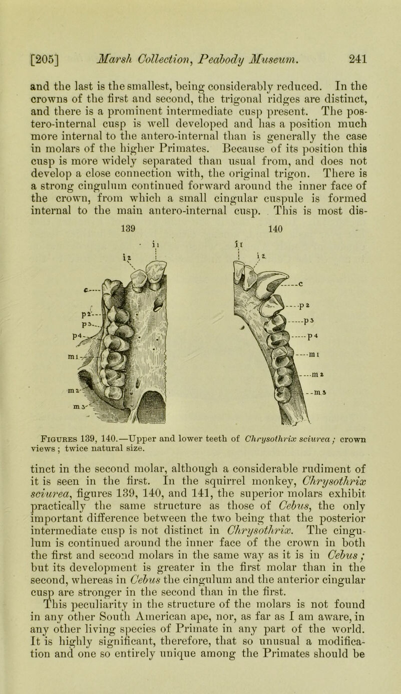 and the last is the smallest, being considerably reduced. In the crowns of the first and second, the trigonal ridges are distinct, and there is a prominent intermediate cusp present. The pos- tero-internal cusp is well developed and has a position much more internal to the antero-internal than is generally the case in molars of the higher Primates. Because of its position this cusp is more widely separated than usual from, and does not develop a close connection with, the original trigon. There is a strong cingulum continued forward around the inner face of the crown, from which a small cingular cuspule is formed internal to the main antero-internal cusp. This is most die- 139 140 Figures 139, 140.—Upper and lower teeth of Clirysothrix sciurea ; crown views ; twice natural size. tinct in the second molar, although a considerable rudiment of it is seen in the first. In the squirrel monkey, Clirysothrix sciurea, figures 139, 140, and 141, the superior molars exhibit practically the same structure as those of Cebus, the only important difference between the two being that the posterior intermediate cusp is not distinct in Clirysothrix. The cingu- lum is continued around the inner face of the crown in both the first and second molars in the same way as it is in Cebus • but its development is greater in the first molar than in the second, whereas in Cebus the cingulum and the anterior cingular cusp are stronger in the second than in the first. This peculiarity in the structure of the molars is not found in any other South American ape, nor, as far as I am aware, in any other living species of Primate in any part of the world. It is highly significant, therefore, that so unusual a modifica- tion and one so entirely unique among the Primates should be