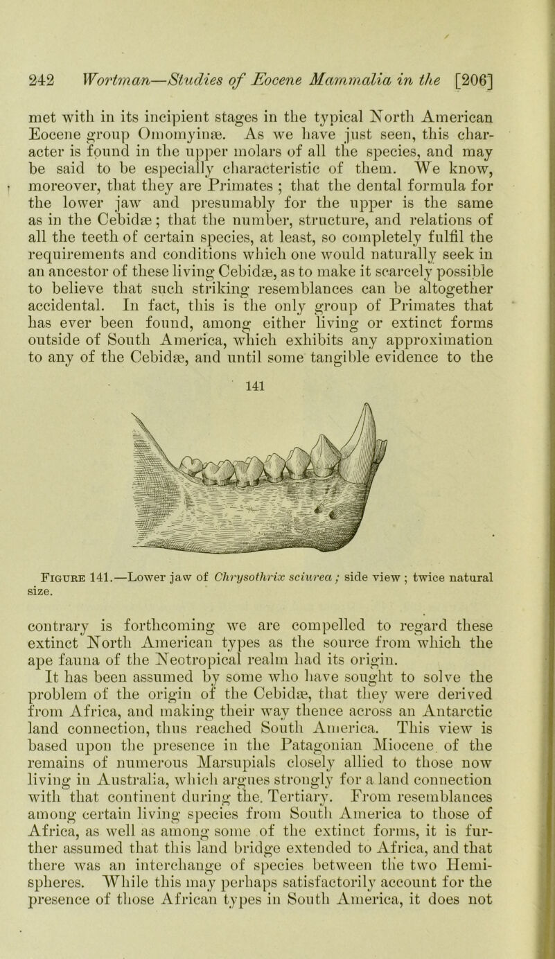 met with in its incipient stages in the typical North American Eocene group Omomyinae. As we have just seen, this char- acter is found in the upper molars of all the species, and may be said to be especially characteristic of them. We know, t moreover, that they are Primates ; that the dental formula for the lower jaw and presumably for the upper is the same as in the Cebidae; that the number, structure, and relations of all the teeth of certain species, at least, so completely fulfil the requirements and conditions which one would naturally seek in an ancestor of these living Cebidae, as to make it scarcely possible to believe that such striking resemblances can be altogether accidental. In fact, this is the only group of Primates that has ever been found, among either living or extinct forms outside of South America, which exhibits any approximation to any of the Cebidae, and until some tangible evidence to the 141 Figure 141.—Lower jaw of Chrysotlirix sciurea ; side view ; twice natural size. contrary is forthcoming we are compelled to regard these extinct North American types as the source from which the ape fauna of the Neotropical realm had its origin. It has been assumed by some who have sought to solve the problem of the origin of the Cebidae, that they were derived from Africa, and making their way thence across an Antarctic land connection, thus reached South America. This view is based upon the presence in the Patagonian Miocene, of the remains of numerous Marsupials closely allied to those now living in Australia, which argues strongly for a land connection with that continent during the. Tertiary. From resemblances among certain living species from South America to those of Africa, as well as among some of the extinct forms, it is fur- ther assumed that this land bridge extended to Africa, and that there was an interchange of species between tlie two Hemi- spheres. While this may perhaps satisfactorily account for the presence of those African types in South America, it does not