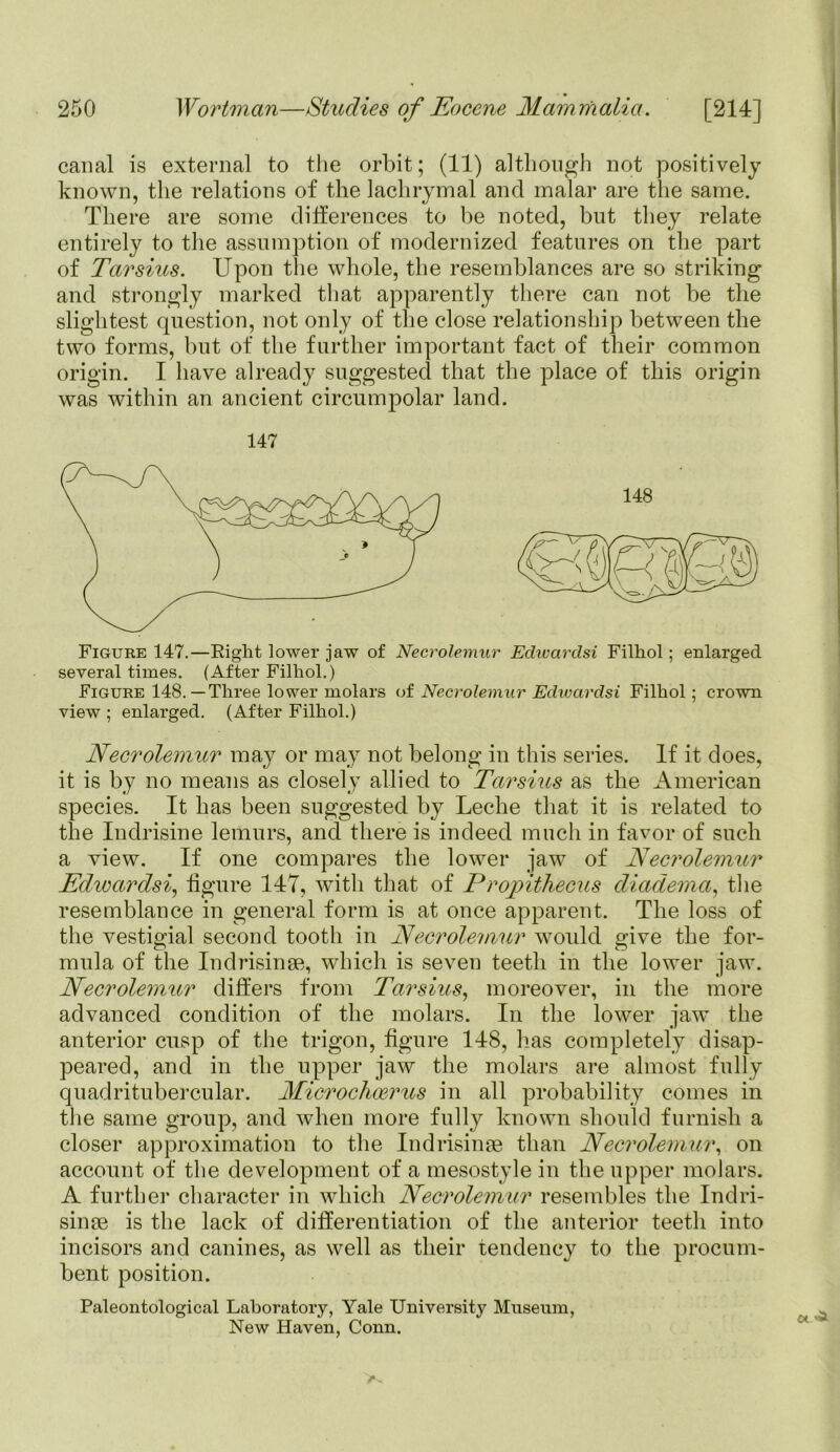 canal is external to the orbit; (11) although not positively known, the relations of the lachrymal and malar are the same. There are some differences to be noted, but they relate entirely to the assumption of modernized features on the part of Tarsius. Upon the whole, the resemblances are so striking and strongly marked that apparently there can not be the slightest question, not only of the close relationship between the two forms, but of the further important fact of their common origin. I have already suggested that the place of this origin was within an ancient circumpolar land. 147 148 Figure 147.—Right lower jaw of Necrolemur Edwardsi Filhol; enlarged several times. (After Filhol.) Figure 148.—Three lower molars of Necrolemur Edwardsi Filhol; crown view ; enlarged. (After Filhol.) Necrolemur may or may not belong in this series. If it does, it is by no means as closely allied to Tarsius as the American species. It has been suggested by Leche that it is related to the Indrisine lemurs, and there is indeed much in favor of such a view. If one compares the lower jaw of Necrolemur Edwardsi, figure 147, with that of Projoithecus diadema, the resemblance in general form is at once apparent. The loss of the vestigial second tooth in Necrolemur woidd give the for- mula of the Indrisinse, which is seven teeth in the lower jaw. Necrolemur differs from Tarsius, moreover, in the more advanced condition of the molars. In the lower jaw the anterior cusp of the trigon, figure 148, has completely disap- peared, and in the upper jaw the molars are almost fully quadritubercular. Microchoerus in all probability comes in the same group, and when more fully known should furnish a closer approximation to the Indrisinse than Necrolemur, on account of the development of a mesostyle in the upper molars. A further character in which Necrolemur resembles the Indri- sinse is the lack of differentiation of the anterior teeth into incisors and canines, as well as their tendency to the procum- bent position. Paleontological Laboratory, Yale University Museum, New Haven, Conn. ©t