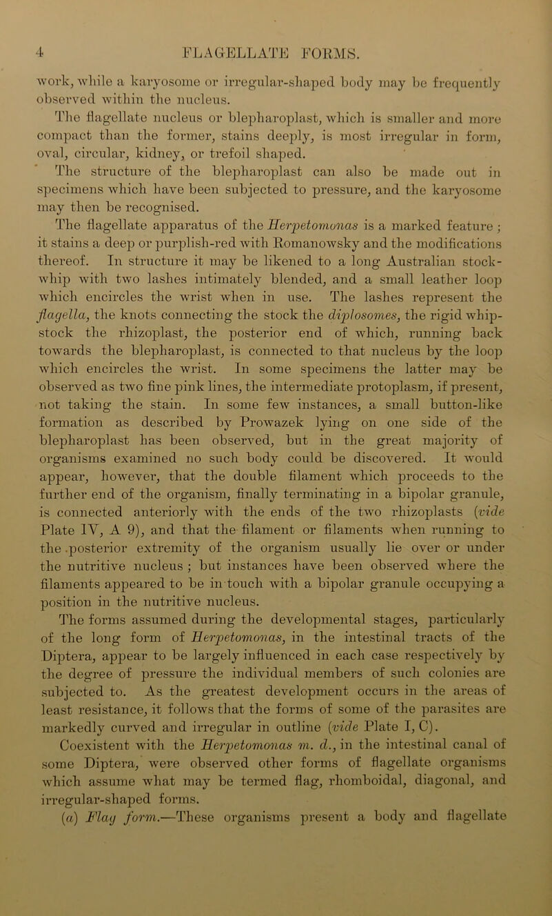 work, while a karyosome or irregular-shaped body may be frequently observed within the nucleus. The flagellate nucleus or blepharoplast, which is smaller and more compact than the former, stains deeply, is most irregular in form, oval, circular, kidney, or trefoil shaped. The structure of the blepharoplast can also be made out in specimens which have been subjected to pressure, and the karyosome may then be recognised. The flagellate apparatus of the Herpetomonas is a marked feature ; it stains a deep or purplish-red with Romanowsky and the modifications thereof. In structure it may be likened to a long Australian stock- whip with two lashes intimately blended, and a small leather loop which encircles the wrist when in use. The lashes represent the flagella, the knots connecting the stock the diplosomes, the rigid whip- stock the rhizoplast, the posterior end of which, running back towards the blepharoplast, is connected to that nucleus by the loop which encircles the wrist. In some specimens the latter may be observed as two fine pink lines, the intermediate protoplasm, if ]3resent, not taking the stain. In some few instances, a small button-like formation as described by Prowazek lying on one side of the blepharoplast has been observed, but in the great majority of organisms examined no such body could be discovered. It would appear, however, that the double filament which proceeds to the further end of the organism, finally terminating in a bipolar granule, is connected anteriorly with the ends of the two rhizoplasts (vide Plate IV, A 9), and that the filament or filaments when running to the .posterior extremity of the organism usually lie over or under the nutritive nucleus ; but instances have been observed where the filaments appeared to be in touch with a bipolar granule occupying a position in the nutritive nucleus. The forms assumed during the developmental stages, particularly of the long form of Herpetomonas, in the intestinal tracts of the Diptera, appear to be largely influenced in each case respectively by the degree of pressure the individual members of such colonies are subjected to. As the greatest development occurs in the areas of least resistance, it follows that the forms of some of the parasites are markedly curved and irregular in outline [vide Plate I, C). Coexistent with the Herpetomonas m. d., in the intestinal canal of some Diptera, were observed other forms of flagellate organisms which assume what may be termed flag, rhomboidal, diagonal, and irregular-shaped forms. (a) Flag form.—These organisms present a body and flagellate