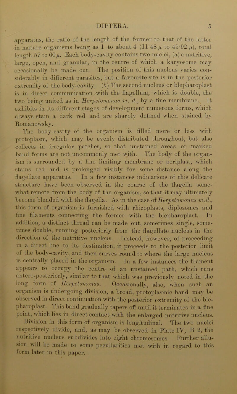 apparatus, the ratio of the length of the former to that of the latter in mature organisms being as 1 to about 4 (11 ’48 p to 45-92 p), total length 57 to 60 p. Each body-cavity contains two nuclei, (a) a nutritive, large, open, and granular, in the centre of which a karyosome may occasionally be made out. The position of this nucleus varies con- siderably in different parasites, but a favourite site is in the posterior extremity of the body-cavity. (6) The second nucleus or blepharoplast is in direct communication with the flagellum, which is double, the two being united as in Herpetomonas in. cl., by a fine membrane. v It exhibits in its different stages of development numerous forms, which always stain a dark red and are sharply defined when stained by Romanowsky. The body-cavity of the organism is filled more or less with protoplasm, which may be evenly distributed throughout, but also collects in irregular patches, so that unstained areas or marked baud forms are not uncommonly met with. The body of the organ- ism is surrounded by a fine limiting membrane or periplast, which stains red and is prolonged visibly for some distance along the flagellate apparatus. In a few instances indications of this delicate structure have been observed in the course of the flagella some- what remote from the body of the organism, so that it may ultimately become blended with the flagella. As in the case of Herpetomonas m. d., this form of organism is furnished with rhizoplasts, cliplosomes and fine filaments connecting the former with the blepharoplast. In addition, a distinct thread can be made out, sometimes single, some- times double, running posteriorly from the flagellate nucleus in the direction of the nutritive nucleus. Instead, however, of proceeding in a direct line to its destination, it proceeds to the posterior limit of the body-cavity, and then curves round to where the large nucleus is centrally placed in the organism. In a few instances the filament appears to occupy the centre of an unstained path, which runs antero-posteriorly, similar to that which was previously noted in the long form of Herpetomonas. Occasionally, also, when such an organism is undergoing division, a broad, protoplasmic band may be observed in direct continuation with the posterior extremity of the ble- pharoplast. This band gradually tapers off until it terminates in a fine point, which lies in direct contact with the enlarged nutritive nucleus. Division in this form of organism is longitudinal. The two nuclei respectively divide, and, as may be observed in Plate IV, B 2, the nutritive nucleus subdivides into eight chromosomes. Further allu- sion will be made to some peculiarities met with in regard to this form later in this paper.