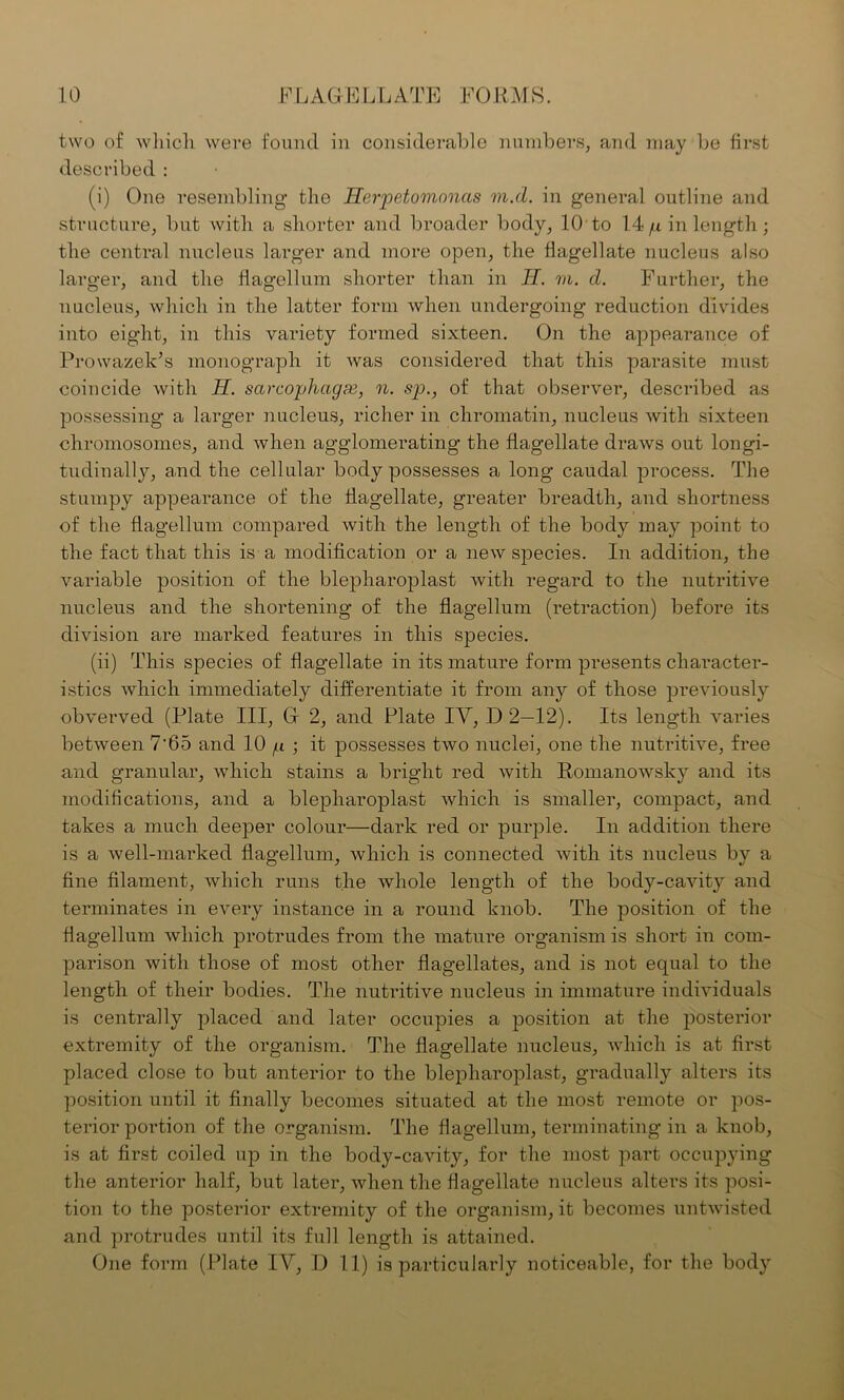 two of which were found in considerable numbers, and may be first described : (i) One resembling the Herpetomonas m.d. in general outline and structure, but with a shorter and broader body, 10 to 14 q in length ; the central nucleus larger and more open, the flagellate nucleus also larger, and the flagellum shorter than in II. m. d. Further, the nucleus, which in the latter form when undergoing reduction divides into eight, in this variety formed sixteen. On the appearance of ProwazelFs monograph it was considered that this parasite must coincide with H. sarcophagi, n. sp., of that observer, described as possessing a larger nucleus, richer in chromatin, nucleus with sixteen chromosomes, and when agglomerating the flagellate draws out longi- tudinally, and the cellular body possesses a long caudal process. The stumpy appearance of the flagellate, greater breadth, and shortness of the flagellum compared with the length of the body may point to the fact that this is a modification or a new species. In addition, the variable position of the blepharoplast with regard to the nutritive nucleus and the shortening of the flagellum (retraction) before its division are marked features in this species. (ii) This species of flagellate in its mature form presents character- istics which immediately differentiate it from any of those previously obverved (Plate III, Gf 2, and Plate IY, D 2—12). Its length varies between 7'65 and 10 p ; it possesses two nuclei, one the nutritive, free and granular, which stains a bright red with Romanowsky and its modifications, and a blepharoplast which is smaller, compact, and takes a much deeper colour—dark red or purple. In addition there is a well-marked flagellum, which is connected with its nucleus by a fine filament, which runs the whole length of the body-cavity and terminates in every instance in a round knob. The position of the flagellum which protrudes from the mature organism is short in com- parison with those of most other flagellates, and is not equal to the length of their bodies. The nutritive nucleus in immature individuals is centrally placed and later occupies a position at the posterior extremity of the organism. The flagellate nucleus, which is at first placed close to but anterior to the blepharoplast, gradually alters its position until it finally becomes situated at the most remote or pos- terior portion of the organism. The flagellum, terminating in a knob, is at first coiled up in the body-cavity, for the most part occupying the anterior half, but later, when the flagellate nucleus alters its posi- tion to the posterior extremity of the organism, it becomes untwisted and protrudes until its full length is attained. One form (Plate IY, D 11) is particularly noticeable, for the body