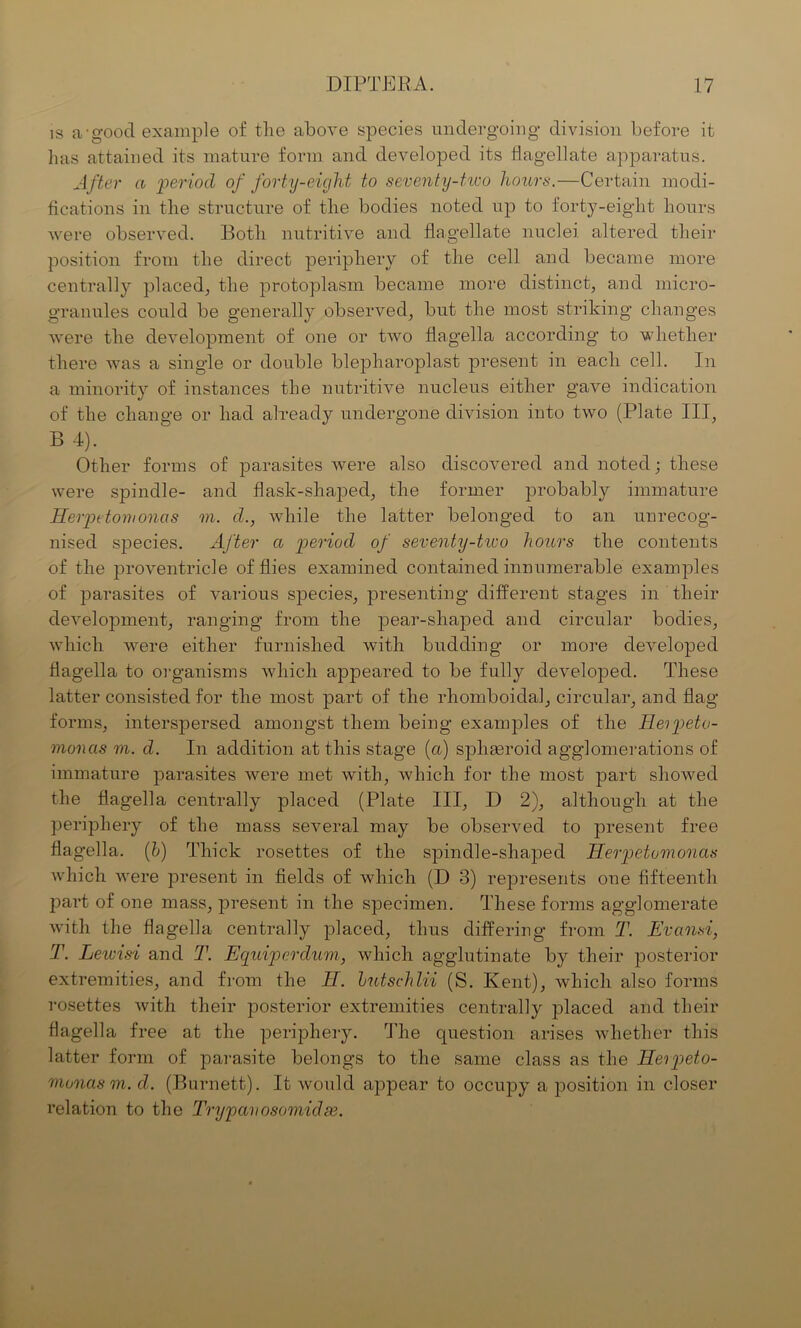 is a-good example of the above species undergoing division before it lias attained its mature form and developed its flagellate apparatus. After a period of forty-eight to seventy-two hours.—Certain modi- fications in the structure of the bodies noted up to forty-eight hours were observed. Both nutritive and flagellate nuclei altered their position from the direct periphery of the cell and became more centrally placed, the protoplasm became more distinct, and micro- granules could be generally observed, but the most striking changes were the development of one or two flagella according to whether there was a single or double blepharoplast present in each cell. In a minority of instances the nutritive nucleus either gave indication of the change or had already undergone division into two (Plate III, B 4). Other forms of parasites were also discovered and noted; these were spindle- and flask-shaped, the former probably immature Herpetomonas m. d., while the latter belonged to an unrecog- nised species. After a period of seventy-tivo hours the contents of the proventricle of flies examined contained innumerable examples of parasites of various species, presenting different stages in their development, ranging from the pear-shaped and circular bodies, which were either furnished with budding or more developed flagella to organisms which appeared to be fully developed. These latter consisted for the most part of the rhomboidal, circular, and flag forms, interspersed amongst them being examples of the Heipeto- monas m. d. In addition at this stage (a) splimroid agglomerations of immature parasites were met with, which for the most part showed the flagella centrally placed (Plate III, D 2), although at the periphery of the mass several may be observed to present free flagella. (h) Thick rosettes of the spindle-shaped Herpetomoncis which were present in fields of which (D 3) represents one fifteenth part of one mass, present in the specimen. These forms agglomerate with the flagella centrally placed, thus differing from T. Evansi, T. Lewisi and T. Equiperdum, which agglutinate by their posterior extremities, and from the II. lutschlii (S. Kent), which also forms rosettes with their posterior extremities centrally placed and their flagella free at the periphery. The question arises whether this latter form of parasite belongs to the same class as the Herpeto- monas m. d. (Burnett). It would appear to occupy a position in closer relation to the Trypavosomidse.