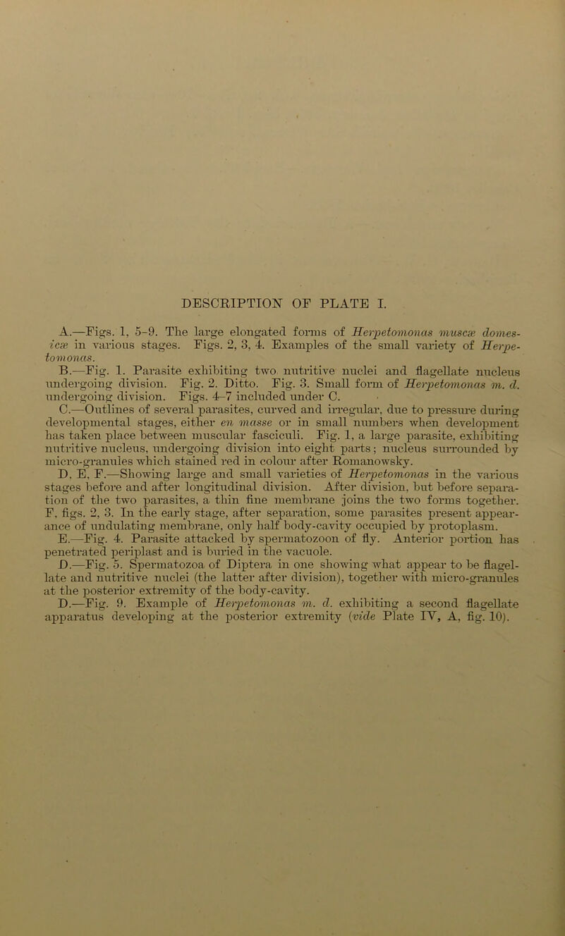 A. —Pigs. 1, 5-9. Tlie large elongated forms of Herpetomonas muscat domes- icx in various stages. Figs. 2, 3, 4. Examples of the small variety of Herpe- tomonas. B. —Fig. 1. Parasite exhibiting two nutritive nuclei and flagellate nucleus undergoing division. Fig. 2. Ditto. Fig. 3. Small form of Herpetomonas m. d. undergoing division. Figs. 4-7 included under C. C. —Outlines of several parasites, curved and irregular, due to pressure during developmental stages, either en masse or in small numbers when development has taken place between muscular fasciculi. Fig. 1, a large parasite, exhibiting nutritive nucleus, undergoing division into eight parts; nucleus surrounded by micro-granules which stained red in colour after Romanowsky. D. E. F.—Showing large and small varieties of Herpetomonas in the various stages before and after longitudinal division. After division, but before separa- tion of the two parasites, a thin fine membrane joins the two forms together. F. figs. 2, 3. In the early stage, after separation, some parasites present appear- ance of undulating membrane, only half body-cavity occupied by protoplasm. E. —-Fig. 4. Parasite attacked by spermatozoon of fly. Anterior portion has penetrated periplast and is buried in the vacuole. D.—Fig. 5. Spermatozoa of Diptera in one showing what appear to be flagel- late and nutritive nuclei (the latter after division), together with micro-granules at the posterior extremity of the body-cavity. D.—Fig. 9. Example of Herpetomonas m. d. exhibiting a second flagellate apparatus developing at the posterior extremity (vide Plate IY, A, fig. 10).