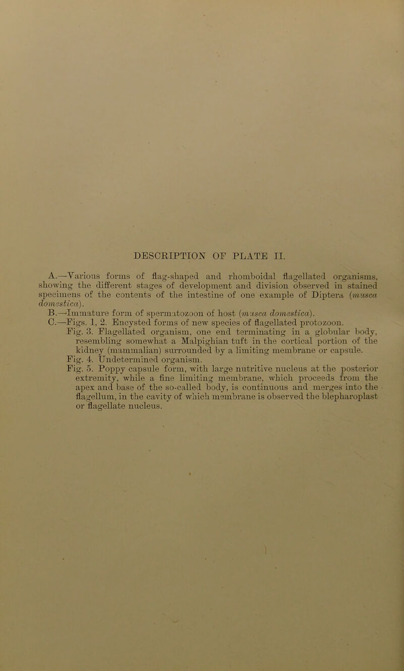 A. —Various forms of flag-sliapecl and rliomboidal flagellated organisms, showing the different stages of development and division observed in stained specimens of the contents of the intestine of one example of Diptera (musca domssticci). B. — Immature form of spermatozoon of host (musca domestica). C. —Figs. 1, 2. Encysted forms of new species of flagellated protozoon. Fig. 3. Flagellated organism, one end terminating in a globular body, resembling somewhat a Malpighian tuft in the cortical portion of the kidney (mammalian) surrounded by a limiting membrane or capsule. Fig. 4. Undetermined organism. Fig. 5. Poppy capsule form, with large nutritive nucleus at the posterior extremity, while a fine limiting membrane, which proceeds from the apex and base of the so-called body, is continuous and merges into the flagellum, in the cavity of which membrane is observed the blepharoplast or flagellate nucleus.