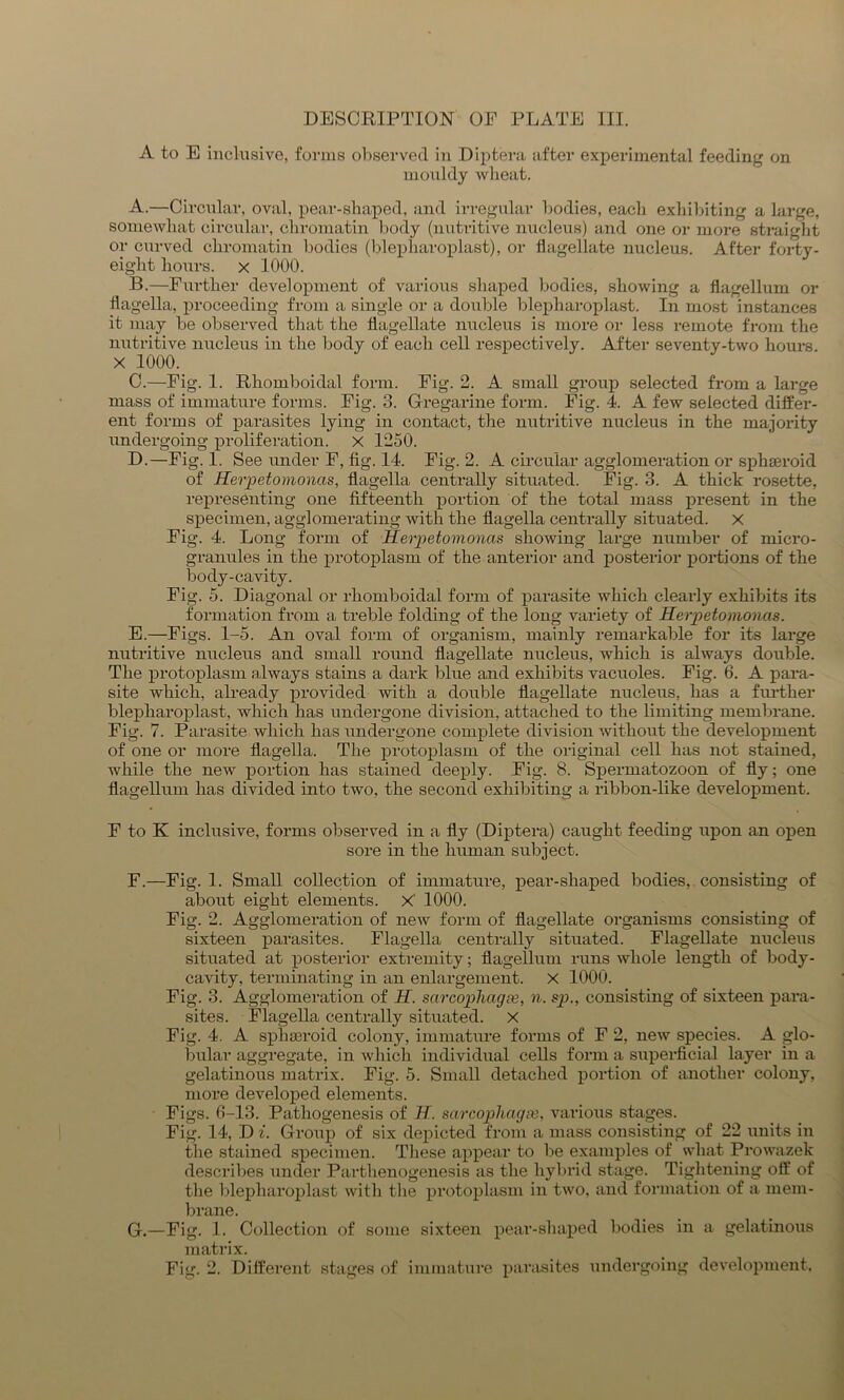 A to E inclusive, forms observed in Diptera after experimental feeding on mouldy wheat. A. —Circular, oval, pear-shaped, and irregular bodies, each exhibiting a large, somewhat circular, chromatin body (nutritive nucleus) and one or more straight or curved chromatin bodies (blepliaroplast), or flagellate nucleus. After forty- eight hours, x 1000. B. —Further development of various shaped bodies, showing a flagellum or flagella, proceeding from a single or a double blepliaroplast. In most instances it may be observed that the flagellate nucleus is more or less remote from the nutritive nucleus in the body of each cell respectively. After seventy-two hours. X 1000. C. —-Fig. 1. Rhomboidal form. Fig. 2. A small group selected from a large mass of immature forms. Fig. 3. Gregarine form. Fig. 4. A few selected differ- ent forms of parasites lying in contact, the nutritive nucleus in the majority undergoing proliferation, x 1250. D. —Fig. 1. See under F, fig. 14. Fig. 2. A circular agglomeration or sphseroid of Herpetomoncis, flagella centrally situated. Fig. 3. A thick rosette, representing one fifteenth portion of the total mass present in the specimen, agglomerating with the flagella centrally situated, x Fig. 4. Long form of Herpetomoncis showing large number of micro- granules in the protoplasm of the anterior and posterior portions of the body-cavity. Fig. 5. Diagonal or rhomboidal form of parasite which clearly exhibits its formation from a treble folding of the long variety of Herpetomoncis. E. —Figs. 1-5. An oval form of organism, mainly remarkable for its large nutritive nucleus and small round flagellate nucleus, which is always double. The protoplasm always stains a dark blue and exhibits vacuoles. Fig. 6. A para- site which, already provided with a double flagellate nucleus, has a further blepliaroplast, which has undergone division, attached to the limiting membrane. Fig. 7. Parasite which has undergone complete division without the development of one or more flagella. The protoplasm of the original cell has not stained, while the new portion has stained deeply. Fig. 8. Spermatozoon of fly; one flagellum has divided into two, the second exhibiting a ribbon-like development. F to K inclusive, forms observed in a fly (Diptera) caught feeding upon an open sore in the human subject. F. —Fig. 1. Small collection of immature, pear-shaped bodies, consisting of about eight elements, x' 1000. Fig. 2. Agglomeration of new form of flagellate organisms consisting of sixteen parasites. Flagella centrally situated. Flagellate nucleus situated at posterior extremity; flagellum runs whole length of body- cavity, terminating in an enlargement. X 1000. Fig. 3. Agglomeration of H. scircophagce, n. sp., consisting of sixteen para- sites. Flagella centrally situated. X Fig. 4. A sphseroid colony, immature forms of F 2, new species. A glo- bular aggregate, in which individual cells form a superficial layer in a gelatinous matrix. Fig. 5. Small detached portion of another colony, more developed elements. Figs. 6-13. Pathogenesis of H. sarcophagx, various stages. Fig. 14, D i. Group of six depicted from a mass consisting of 22 units in the stained specimen. These appear to be examples of what Prowazek describes under Parthenogenesis as the hybrid stage. Tightening off of the blepliaroplast with the protoplasm in two, and formation of a mem- brane. G. —Fig. 1. Collection of some sixteen pear-shaped bodies in a gelatinous matrix.