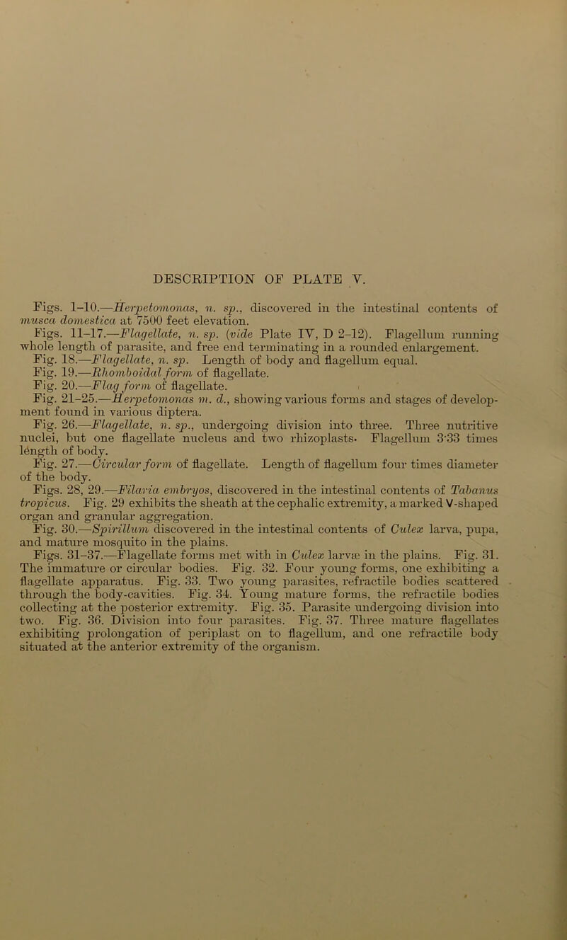 Figs. 1-10.—Herpetomonas, n. sp., discovered in tlie intestinal contents of musca domestica at 7500 feet elevation. Figs. 11-17.—Flagellate, n. sp. (vide Plate IY, D 2-12). Flagellnin running whole length of parasite, and free end terminating in a rounded enlargement. Fig. 18.—Flagellate, n. sp. Length of body and flagellum equal. Fig. 19.-—-Rhomboidal form of flagellate. Fig. 20.—Flag form of flagellate. Fig. 21-25.—Herpetomonas m. d., showing various forms and stages of develop- ment found in various diptera. Fig. 26.—Flagellate, n. sp., undergoing division into three. Three nutritive nuclei, but one flagellate nucleus and two rhizoplasts. Flagellum 333 times length of body. Fig. 27.—Circular form of flagellate. Length of flagellum four times diameter of the body. Figs. 28, 29.—Filaria embryos, discovered in the intestinal contents of Tdbanus tropicus. Fig. 29 exhibits the sheath at the cephalic extremity, a marked V-shaped organ and granular aggregation. Fig. 30.-—Spirillum discovered in the intestinal contents of Culex larva, pupa, and mature mosquito in the plains. Figs. 31-37.—Flagellate forms met with in Cidex larvae in the plains. Fig. 31. The immature or circular bodies. Fig. 32. Four young forms, one exhibiting a flagellate apparatus. Fig. 33. Two young parasites, retractile bodies scattered through the body-cavities. Fig. 34. Young mature forms, the retractile bodies collecting at the posterior extremity. Fig. 35. Parasite undergoing division into two. Fig. 36. Division into four parasites. Fig. 37. Three mature flagellates exhibiting prolongation of periplast on to flagellum, and one retractile body situated at the anterior extremity of the organism.