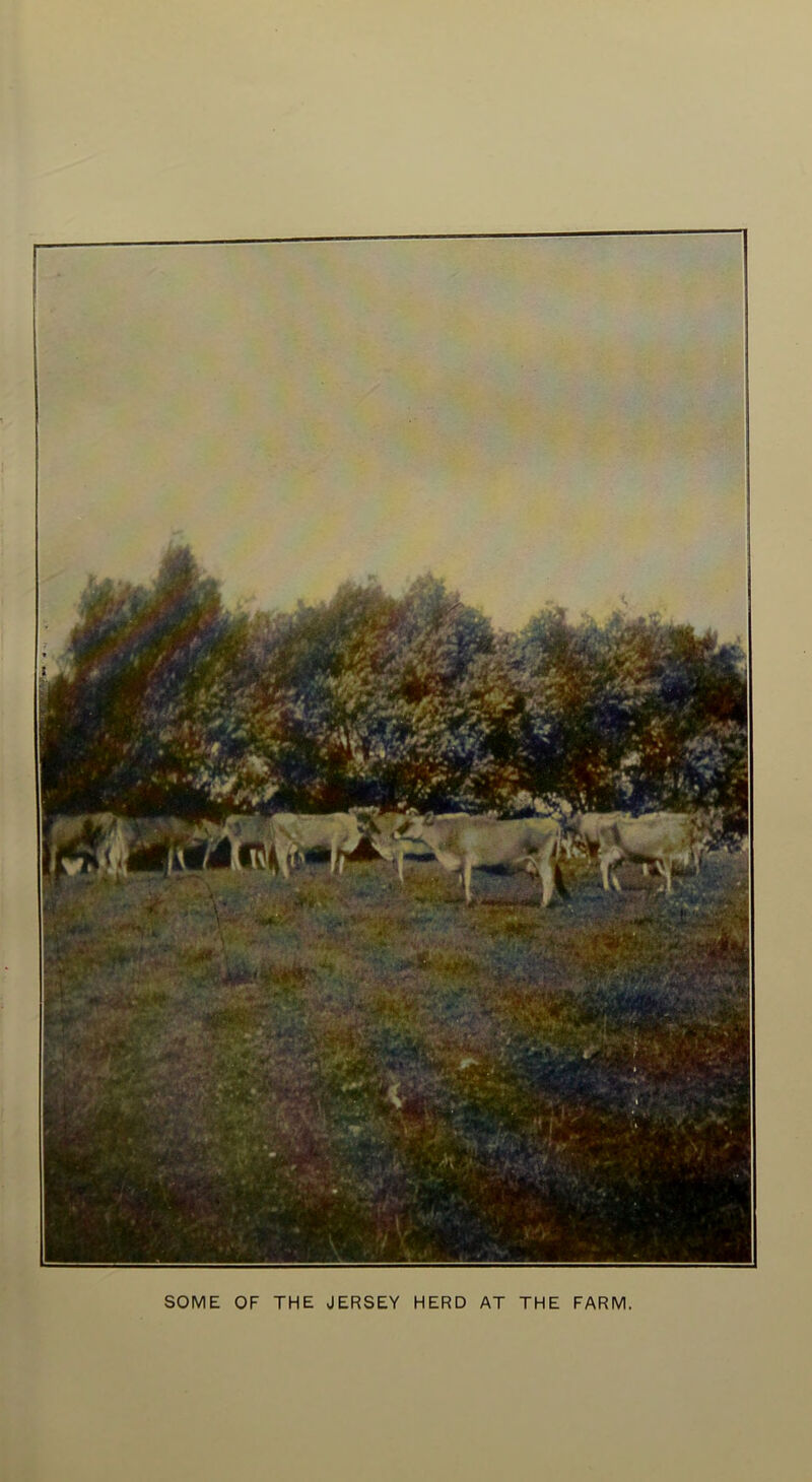 SOME OF THE JERSEY HERD AT THE FARM.