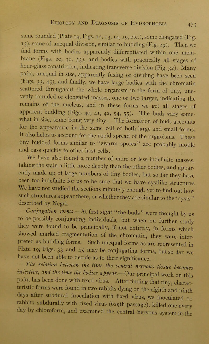 some rounded (Plate 19, Figs. 12,13,14,19, etc.), some elongated (Fig. I5)> some of unequal division, similar to budding (Fig. 29). Then we find forms with bodies apparently differentiated within one mem- brane (Figs. 20, 31, 53), and bodies with practically all stages cf hour-glass constriction, indicating transverse division (Fig. 32). Many pairs, unequal in size, apparently fusing or dividing have been seen (Figs. 33, 45), and finally, we have large bodies with the chromatin scattered throughout the whole organism in the form of tiny, une- ' rounded or elongated masses, one or two larger, indicating the remains of the nucleus, and in these forms we get all stages of apparent budding (Figs. 40, 41, 42, 54, 55). The buds vary some- what in size, some being very tiny. The formation of buds accounts foi tfi-e appearance in the same cell of both large and small forms. It also helps to account for the rapid spread of the organisms. These tiny budded forms similar to “ swarm spores ” are probably motile and pass quickly to other host cells. Vie have also found a number of more or less indefinite masses, taking the stain a little more deeply than the other bodies, and appar- ently made up of large numbers of tiny bodies, but so far they have been too indefinite for us to be sure that we have cystlike structures We have not studied the sections minutely enough yet to find out how such structures appear there, or whether they are similar to the“ cysts ” described by Negri. Conjugation forms.—At first sight “the buds” were thought by us to be possibly conjugating individuals, but when on further study they were found to be principally, if not entirely, in forms which showed marked fragmentation of the chromatin, they were inter- preted as budding forms. Such unequal forms as are represented in Plate 19, Figs. 33 and 45 may be conjugating forms, but so far we have not been able to decide as to their significance. The relation between the time the central nervous tissue becomes infective, and the time the bodies appear.—Our principal work on this point has been done with fixed virus. After finding that tiny, charac- teristic forms were found in two rabbits dying on the eighth and ninth days after subdural inoculation with fixed virus, we inoculated 10 rabbits subdurally with fixed virus (629th passage), killed one every day by chloroform, and examined the central nervous system in the