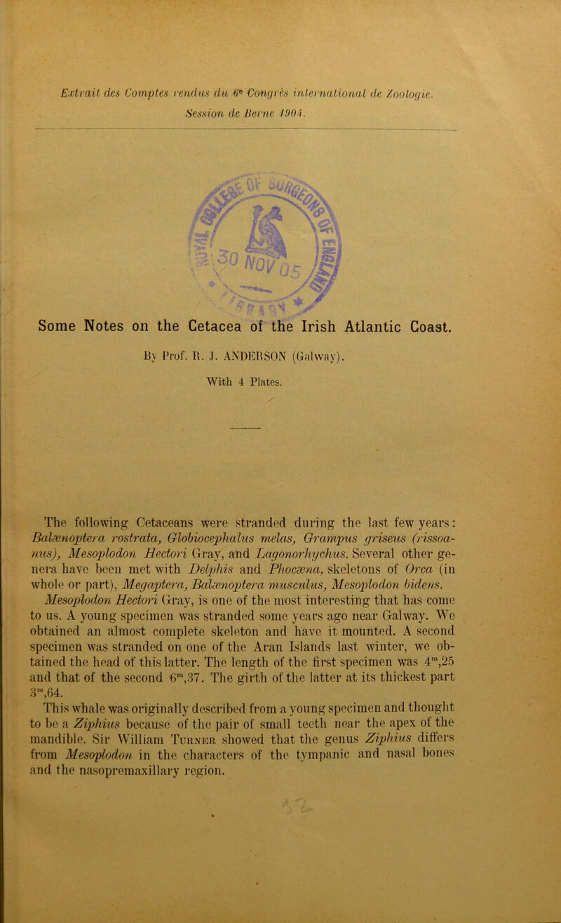 Extrait des Comptes rendus du 6'e Congres international de Zoo logic. Session de Lierne 1904. Some Notes on the Cetacea of the Irish Atlantic Coast. The following Cetaceans were stranded during the last few years: Baleenoptera rostrata, Globiocephalus melas, Grampus griseus (rissoa- nus), Mesoplodon Hectori Gray, and Lagonorhychus. Several other ge- nera have been met with Delphis and Phocsena, skeletons of Orca (in whole or paid), Megaptera, Balsenoptera musculus, Mesoplodon bidens. Mesoplodon Hectori Gray, is one of the most interesting that has come to us. A young specimen was stranded some years ago near Galway. We obtained an almost complete skeleton and have it mounted. A second specimen was stranded on one of the Aran Islands last winter, we ob- tained the head of this latter. The length of the first specimen was 4m,25 and that of the second 6ra,37. The girth of the latter at its thickest part This whale was originally described from a young specimen and thought to be a Ziphius because of the pair of small teeth near the apex ot the mandible. Sir William Turner showed that the genus Ziphius differs from Mesoplodon in the characters of the tympanic and nasal bones and the nasopremaxillary region. By Prof. B. J. ANDERSON (Galway). With 4 Plates.