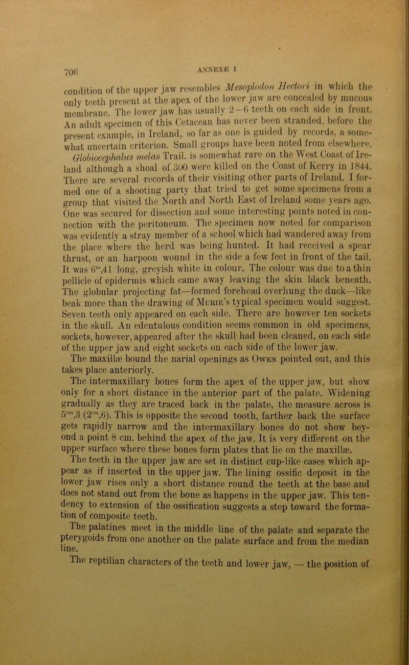 condition of the upper jaw resembles Mesoplodon Hedori in which the only teeth present at the apex of the lower jaw are concealed by mucous membrane. The lower jaw has usually 2-6 teeth on each side in front. An adult specimen of this Cetacean has never been stranded, before the present example, in Ireland, so far as one is guided by records, a some- what uncertain criterion. Small groups have been noted from elsewhere. Globiocephalus melas Trail, is somewhat rare on the West Coast of Ire- land although a shoal of 3U0 were killed on the Coast of Kerry in 1844. There are several records of their visiting other parts of Ireland. I for- med one of a shooting party that tried to get some specimens from a group that visited the North and North East of Ireland some years ago. One was secured for dissection and some interesting points noted in con- nection with the peritoneum. The specimen now noted for comparison was evidently a stray member of a school which had wandered away from the place where the herd was being hunted. It had received a spear thrust, or an harpoon wound in the side a few feet in front of the tail. It was 6m,41 long, greyish white in colour. The colour was due to a thin pellicle of epidermis which came away leaving the skin black beneath. The globular projecting fat—formed forehead overhung the duck—like beak more than the drawing of Murie’s typical specimen would suggest. Seven teeth only appeared on each side. There are however ten sockets in the skull. An edentulous condition seems common in old specimens, sockets, however, appeared after the skull had been cleaned, on each side of the upper jaw and eight sockets on each side of the lower jaw. The maxillm bound the narial openings as Owen pointed out, and this takes place anteriorly. The intermaxillary bones form the apex of the upper jaw, but show only for a short distance in the anterior part of the palate. Widening gradually as they are traced back in the palate, the measure across is 5cm,3 (2cm,6). This is opposite the second tooth, farther back the surface gets rapidly narrow and the intermaxillary bones do not show bey- ond a point 8 cm. behind the apex of the jaw. It is very different on the upper surface where these bones form plates that lie on the maxillae. The teeth in the upper jaw are set in distinct cup-like cases which ap- pear as if inserted in the upper jaw. The lining ossific deposit in the lower jaw rises only a short distance round the teeth at the base and does not stand out from the bone as happens in the upper jaw. This ten- dency to extension of the ossification suggests a step toward the forma- tion of composite teeth. I he palatines meet in the middle line of the palate and separate the pterygoids from one another on the palate surface and from the median line. Ihe reptilian characters ol the teeth and lower jaw, — the position of