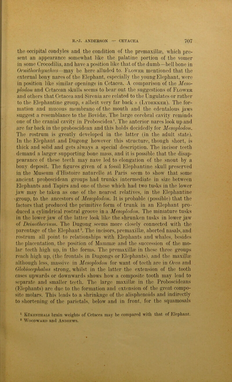 the occipital condyles and the condition of the premaxillae, which pre- sent an appearance somewhat like the palatine portion of the vomer in some Crocodilia, and have a position like that of the dumb-bell bone in Ornithorhynchus—may be here alluded to. Flower mentioned that the external bony naresof the Elephant, especially the young Elephant, were in position like similar openings in Cetacea. A comparison of the Meso- plodon and Cetacean skulls seems to bear out the suggestions of Flower and others that Cetacea and Sirenia are related to the Ungulates or rather to the Elephantine group, « albeit very far back » (Lydekker). The for- mation and mucous membrane of the mouth and the edentalous jaws suggest a resemblance to the Bovidae. The large cerebral cavity reminds one of the cranial cavity in Proboscidea1. The anterior nares look up and are far back in the proboscidean and this holds decidedly for Mesoplodon. The rostrum is greatly developed in the latter (in the adult state). In the Elephant and Dugong however this structure, though short, is thick and solid and gets always a special description. The incisor teeth demand a larger supporting bone mass, and it is possible that the disap- pearance of these teeth may nave led to elongation of the snout by a bony deposit. The figures given of a fossil Elephantine skull preserved in the Museum d’Histoire naturelle at Paris seem to show that some ancient proboscidean groups had trunks intermediate in size between Elephants and Tapirs and one of these which had two tusks in the lower jaw may be taken as one of the nearest relatives, in the Elephantine • group, to the ancestors of Mesoplodon. It is probable (possible) that the factors that produced the primitive form of trunk in an Elephant pro- duced a cylindrical rostral groove in a Mesoplodon. The miniature tusks in the lower jaw of the latter look like the shrunken tusks in lower jaw of Deinotherium. The Dugong seems more closely connected with the parentage of the Elephant2. The incisors, premaxillae, aborted nasals,and rostrum all point to relationships with Elephants and whales, besides the placentation, the position of Mammae and the succession of the mo- lar teeth high up, in the forms. The premaxillae in these three groups reach high up, (the frontals in Dugongs or Elephants), and the maxillae although less, massive in Mesoplodon for want of teeth are in Orca and Globiocephalus strong, whilst in the latter the extension of the tooth cases upwards or downwards shows how a composite tooth may lead to separate and smaller teeth. The large maxillae in the Proboscideans (Elephants) are due to the formation and extension of the great compo- site molars. This leads to a shrinkage of the alisphenoids and indirectly to shortening of the parietals, below and in front, for the squamosals 1 KOkenthals brain weights of Cet;icea may be compared with that of Elephant. 2 Woodward and Andrews.