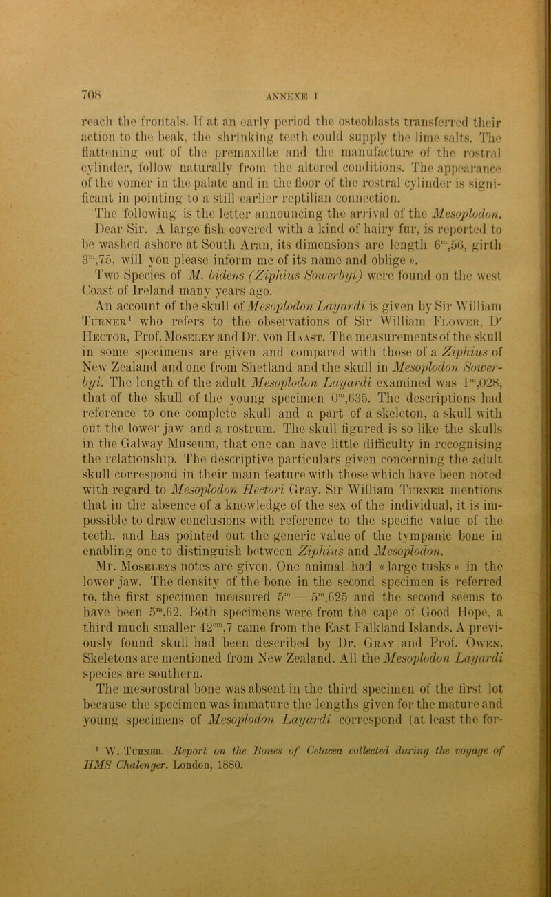 reach the frontals. If at an early period the osteoblasts transferred their action to the beak, the shrinking teeth could supply the lime salts. The flattening out of the premaxi Use and the manufacture of the rostral cylinder, follow naturally from the altered conditions. The appearance of the vomer in the palate and in the floor of the rostral cylinder is signi- ficant in pointing to a still earlier reptilian connection. The following is the letter announcing the arrival of the Mesoplodon. Dear Sir. A large fish covered with a kind of hairy fur, is reported to be washed ashore at South Aran, its dimensions are length 6‘,50, girth 3m,75, will you please inform me of its name and oblige ». Two Species of M. bidens ('Ziphius Sowerbyi) were found on the west Coast of Ireland many years ago. An account of the skull of Mesoplodon Layardi is given by Sir William Turner1 who refers to the observations of Sir William Flower, Dr Hector, Prof. Moseley and Dr. von Haast. The measurements of the skull in some specimens are given and compared with those of a Ziphius of New Zealand and one from Shetland and the skull in Mesoplodon Sower- byi. The length of the adult Mesoplodon Layardi examined was lm.028, that of the skull of the young specimen 0m,635. The descriptions had reference to one complete skull and a part of a skeleton, a skull with out the lower jaw and a rostrum. The skull figured is so like the skulls in the Galway Museum, that one can have little difficulty in recognising the relationship. The descriptive particulars given concerning the adult skull correspond in their main feature with those which have been noted with regard to Mesoplodon Hectori Gray. Sir William Turner mentions that in the absence of a knowledge of the sex of the individual, it is im- possible to draw conclusions with reference to the specific value of the teeth, and has pointed out the generic value of the tympanic bone in enabling one to distinguish between Ziphius and Mesoplodon. Mr. Moseleys notes are given. One animal had «large tusks» in the lower jaw. The density of the bone in the second specimen is referred to, the first specimen measured 5m — 5m,625 and the second seems to have been 5‘,62. Both specimens were from the cape of Good Hope, a third much smaller 42cm,7 came from the East Falkland Islands. A previ- ously found skull had been described by Dr. Gray and Prof. Owen. Skeletons are mentioned from New Zealand. All the Mesoplodon Layardi species are southern. The mesorostral bone was absent in the third specimen of the first lot because the specimen was immature the lengths given for the mature and young specimens of Mesoplodon Layardi correspond fat least the for- 1 W. Turner. Report on the Rones of Cetacea collected during the voyage of UMS Chalenger. London, I860.