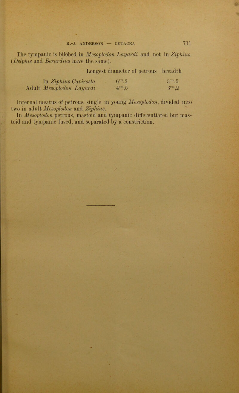 The tympanic is bilobed in Mesoplodon Layardi and not in Ziphius. (Delphis and Bercirdius have the same). Longest diameter of petrous breadth In Ziphius Cavirosta 6cm,2 3cra,5 Adult Mesoplodon Layardi 4cm,5 3cm,2 Internal meatus of petrous, single in young Mesoplodon, divided into two in adult Mesoplodon and Ziphius. In Mesoplodon petrous, mastoid and tympanic differentiated but mas- toid and tympanic fused, and separated by a constriction.