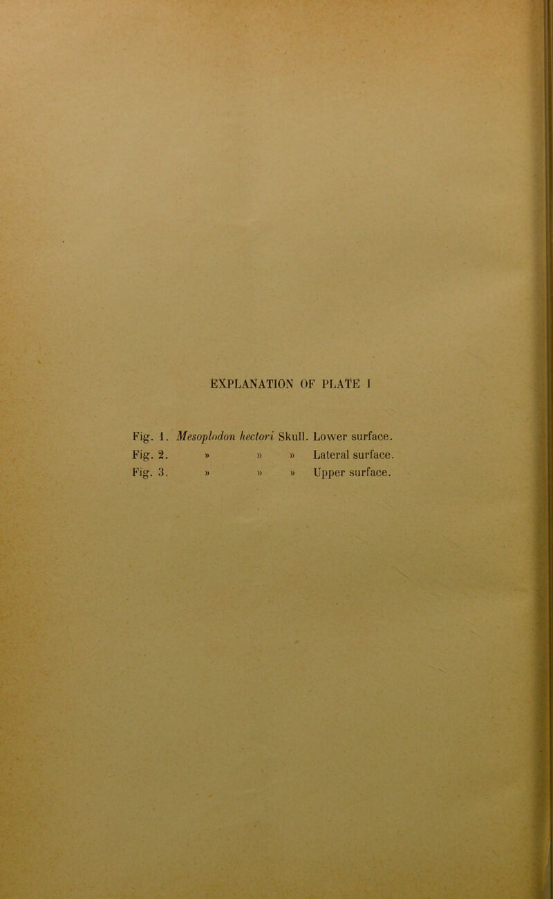 Fig. 1 Fig. 2 Fig. 3 EXPLANATION OF PLATE I . Mesoplndon hectori Skull. Lower surface. » » » Lateral surface. » » » Upper surface.