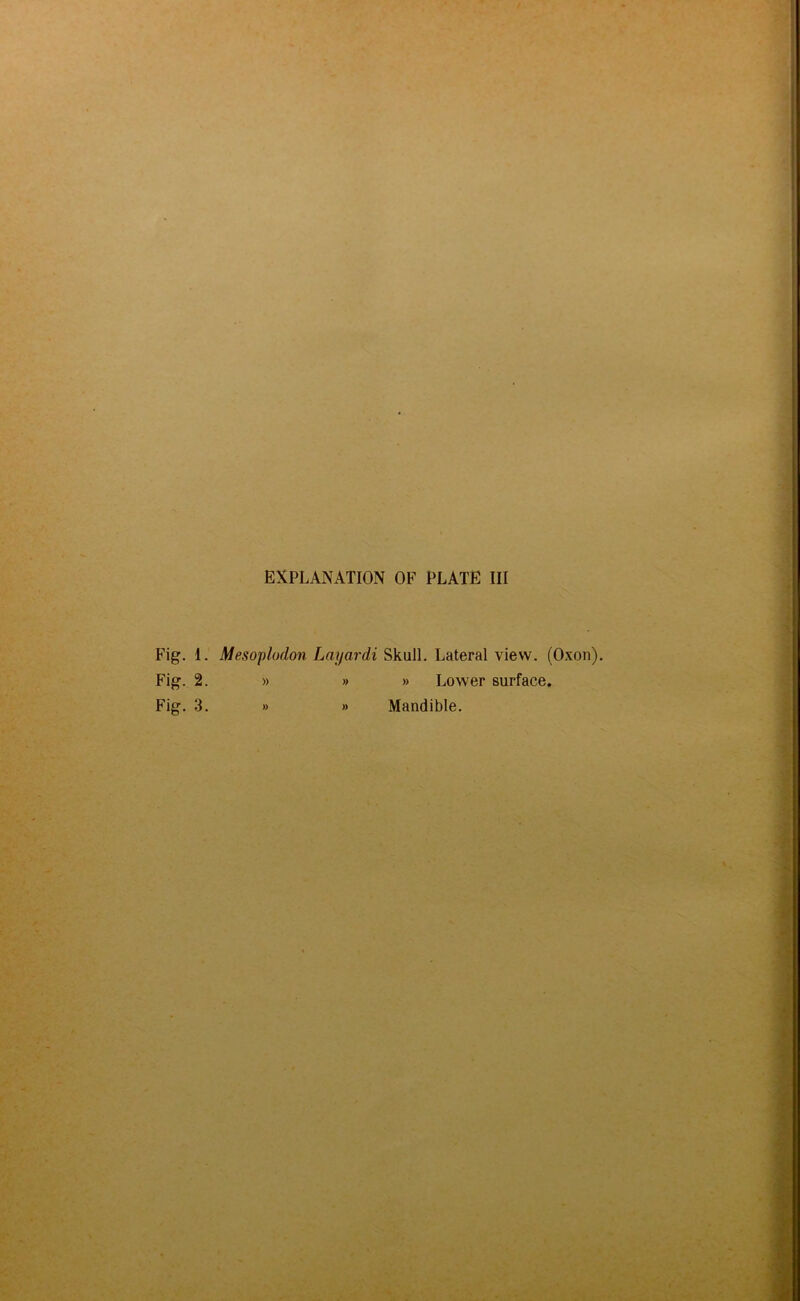 Fig. 1. Mesoplodon Layardi Skull. Lateral view. (Oxon). Fig. 2. » » » Lower surface. Fig. 3. » » Mandible.