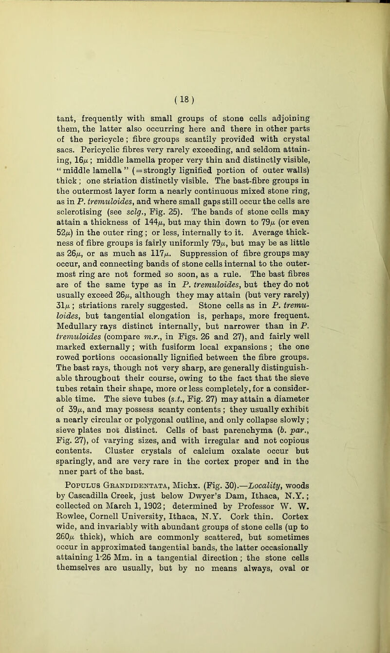 tant, frequently with small groups of stone cells adjoining them, the latter also occurring here and there in other parts of the pericycle; fibre groups scantily provided with crystal sacs. Pericyclic fibres very rarely exceeding, and seldom attain- ing, 16/a ; middle lamella proper very thin and distinctly visible, “ middle lamella ”( = strongly lignified portion of outer walls) thick; one striation distinctly visible. The bast-fibre groups in the outermost layer form a nearly continuous mixed stone ring, as in P. tremuloides, and where small gaps still occur the cells are sclerotising (see sclg., Pig. 25). The bands of stone cells may attain a thickness of 144/4, but may thin down to 79/4 (or even 52/x) in the outer ring ; or less, internally to it. Average thick- ness of fibre groups is fairly uniformly 79/4, but may be as little as 26/t, or as much as 117/4. Suppression of fibre groups may occur, and connecting bands of stone cells internal to the outer- most ring are not formed so soon, as a rule. The bast fibres are of the same type as in P. tremuloides, but they do not usually exceed 26/4, although they may attain (but very rarely) 31/4; striations rarely suggested. Stone cells as in P. tremu- loides, but tangential elongation is, perhaps, more frequent. Medullary rays distinct internally, but narrower than in P. tremuloides (compare m.r., in Pigs. 26 and 27), and fairly well marked externally; with fusiform local expansions ; the one rowed portions occasionally lignified between the fibre groups. The bast rays, though not very sharp, are generally distinguish- able throughout their course, owing to the fact that the sieve tubes retain their shape, more or less completely, for a consider- able time. The sieve tubes (s.t., Pig. 27) may attain a diameter of 39/4, and may possess scanty contents ; they usually exhibit a nearly circular or polygonal outline, and only collapse slowly; sieve plates noc distinct. Cells of bast parenchyma (b. par., Fig. 27), of varying sizes, and with irregular and not copious contents. Cluster crystals of calcium oxalate occur but sparingly, and are very rare in the cortex proper and in the nner part of the bast. Populus Gkandidentata, Michx. (Pig. 30).—Locality, woods by Cascadilla Creek, just below Dwyer’s Dam, Ithaca, N.Y.; collected on March 1, 1902; determined by Professor W. W. Rowlee, Cornell University, Ithaca, N.Y. Cork thin. Cortex wide, and invariably with abundant groups of stone cells (up to 260/4 thick), which are commonly scattered, but sometimes occur in approximated tangential bands, the latter occasionally attaining 1-26 Mm. in a tangential direction ; the stone cells themselves are usually, but by no means always, oval or