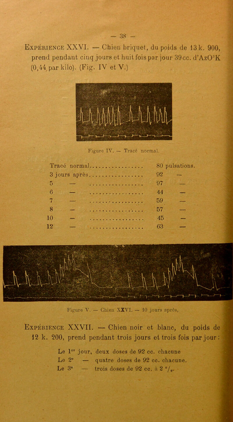 Expérience XXVI. — Chien briquet, du poids de 13 k. 900, prend pendant cinq jours et huit fois par jour 39cc. d’AzCFK (0,44. par kilo). (Fig. IV et V.) Tracé normal 80 pulsations. 3 jours après 92 — 5 — 97 — 6 — 44 — 7 — 59 — 8 - 57 — 10 - 45 - 12 — 63 — Figure V. — Chien XXVI. 10 jours apres, Expérience XXVII. — Chien noir et blanc, du poids de 12 k. 200, prend pendant trois jours et trois fois par jour : Le lor jour, deux doses de 92 cc. chacune Le 2e — quatre doses de 92 cc. chacune. Le 3° — trois doses de 92 cc. à 2 °/0.