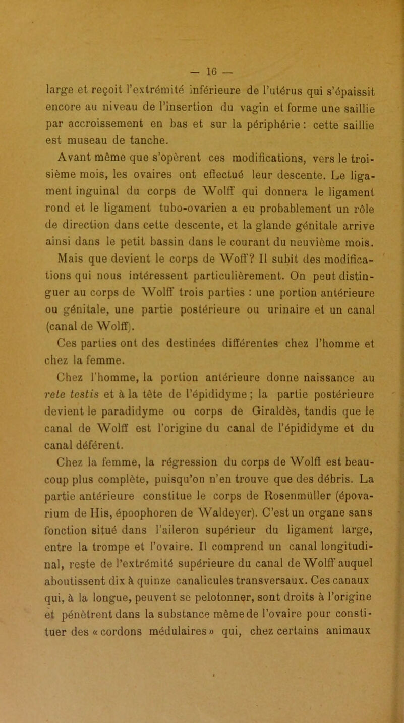 IG — large et reçoit l’extrémité inférieure de l’utérus qui s’épaissit encore au niveau de l’insertion du vagin et forme une saillie par accroissement en bas et sur la périphérie : cette saillie est museau de tanche. Avant même que s’opèrent ces modifications, vers le troi- sième mois, les ovaires ont efiectué leur descente. Le liga- ment inguinal du corps de Wolff qui donnera le ligament rond et le ligament tubo-ovarien a eu probablement un rôle de direction dans cette descente, et la glande génitale arrive ainsi dans le petit bassin dans le courant du neuvième mois. Mais que devient le corps de Wolf? Il subit des modifica- tions qui nous intéressent particulièrement. On peut distin- guer au corps de Wolff trois parties : une portion antérieure ou génitale, une partie postérieure ou urinaire et un canal (canal de Wolff). Ces parties ont des destinées différentes chez l’homme et chez la femme. Chez l’homme, la portion antérieure donne naissance au reLe tcstis et à la tête de Pépididyme; la partie postérieure devient le paradidyme ou corps de Giraldès, tandis que le canal de Wolff est l’origine du canal de Pépididyme et du canal déférent. Chez la femme, la régression du corps de Wolff est beau- coup plus complète, puisqu’on n’en trouve que des débris. La partie antérieure constitue le corps de Rosenmüller (épova- rium de His, époophoren de Waldeyer). C’est un organe sans fonction situé dans l’aileron supérieur du ligament large, entre la trompe et l’ovaire. Il comprend un canal longitudi- nal, reste de l’extrémité supérieure du canal de Wolff auquel aboutissent dix à quinze canalicules transversaux. Ces canaux qui, à la longue, peuvent se pelotonner, sont droits à l’origine et pénètrent dans la substance même de l’ovaire pour consti- tuer des « cordons médulaires » qui, chez certains animaux